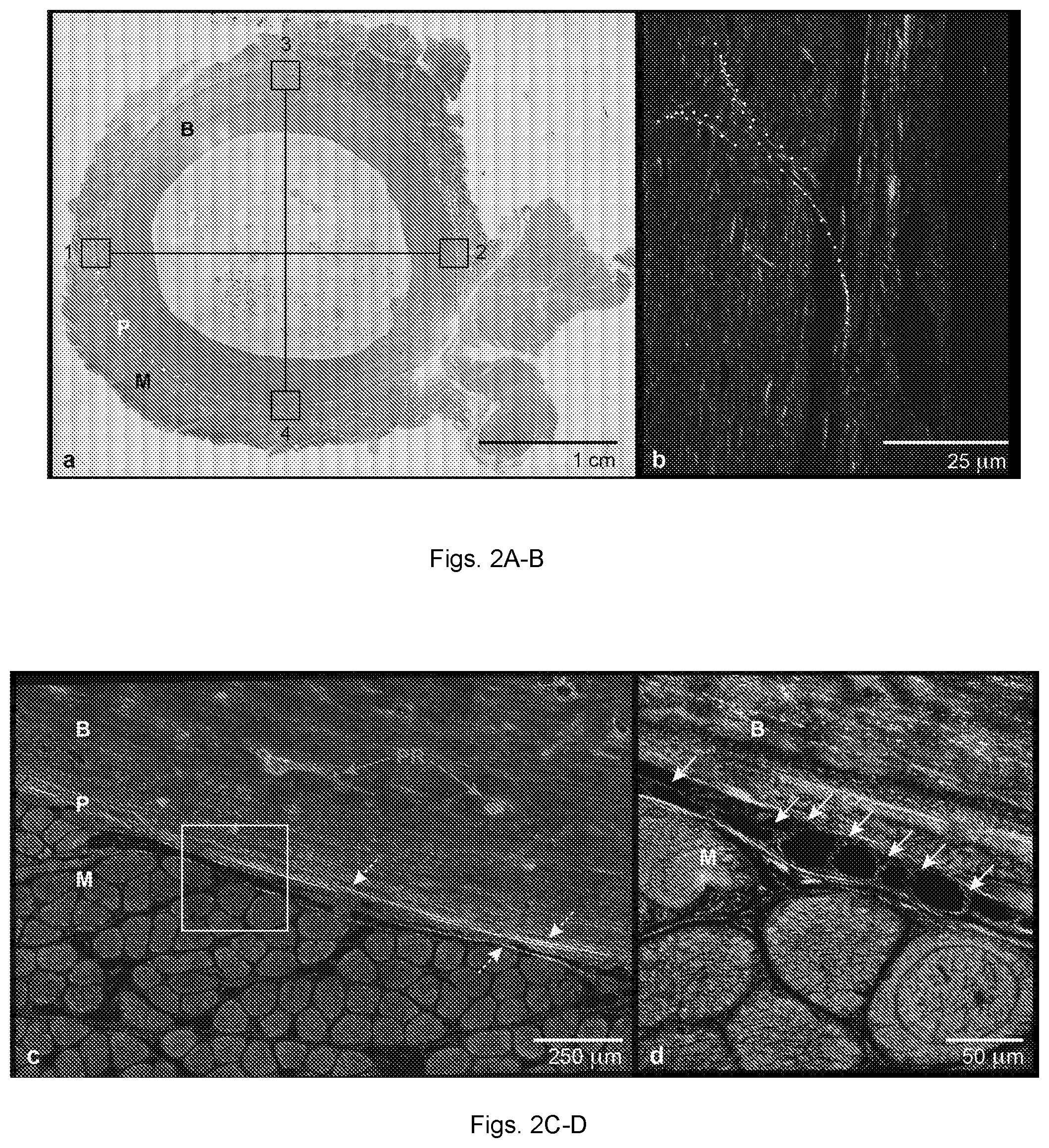 Patent US11814757 Figure 2 – Engineered materials and methods of forming