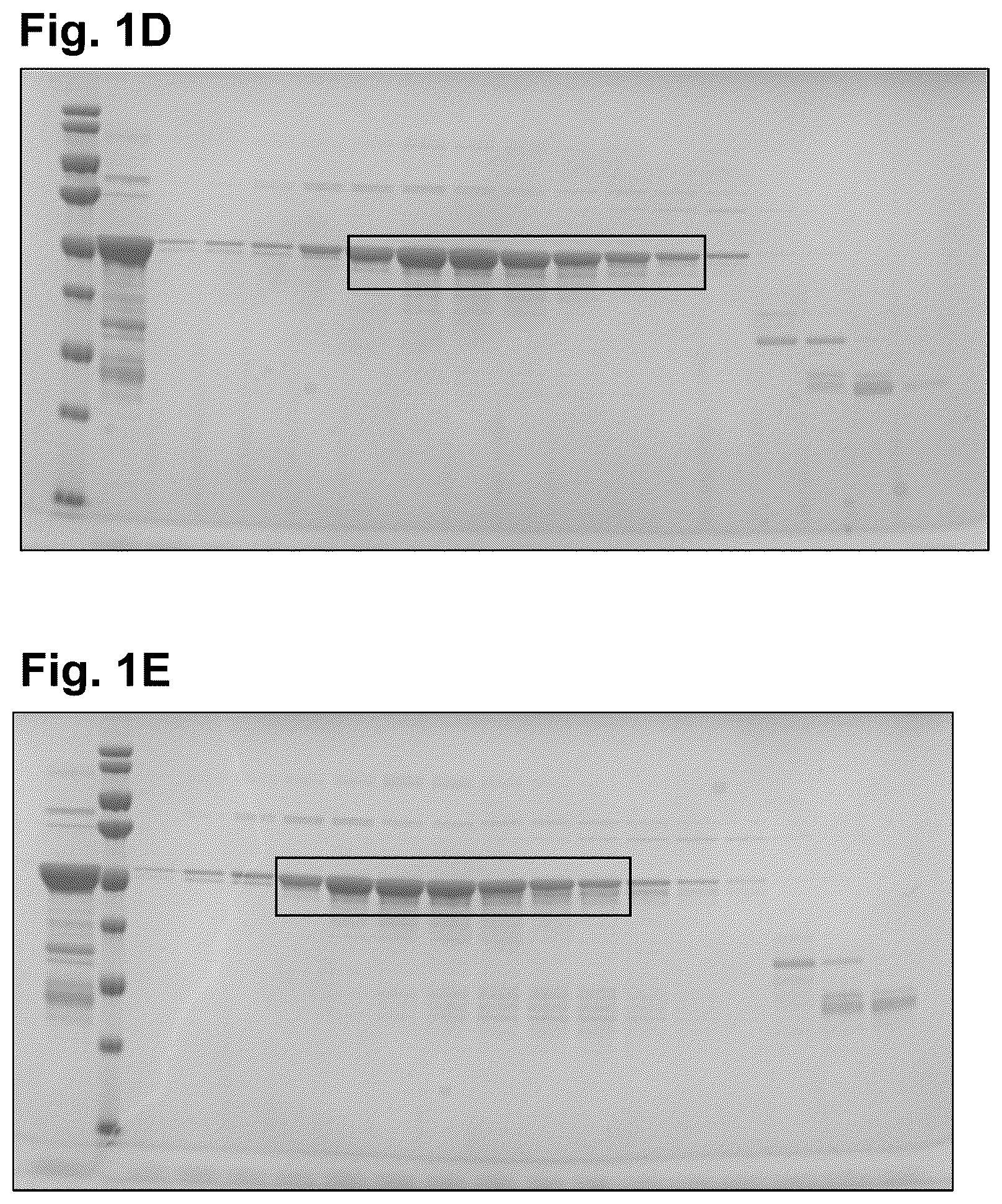 Patent US11815513 Figure 2 – Severe acute respiratory syndrome (SARS)-associated coronavirus diagnostics