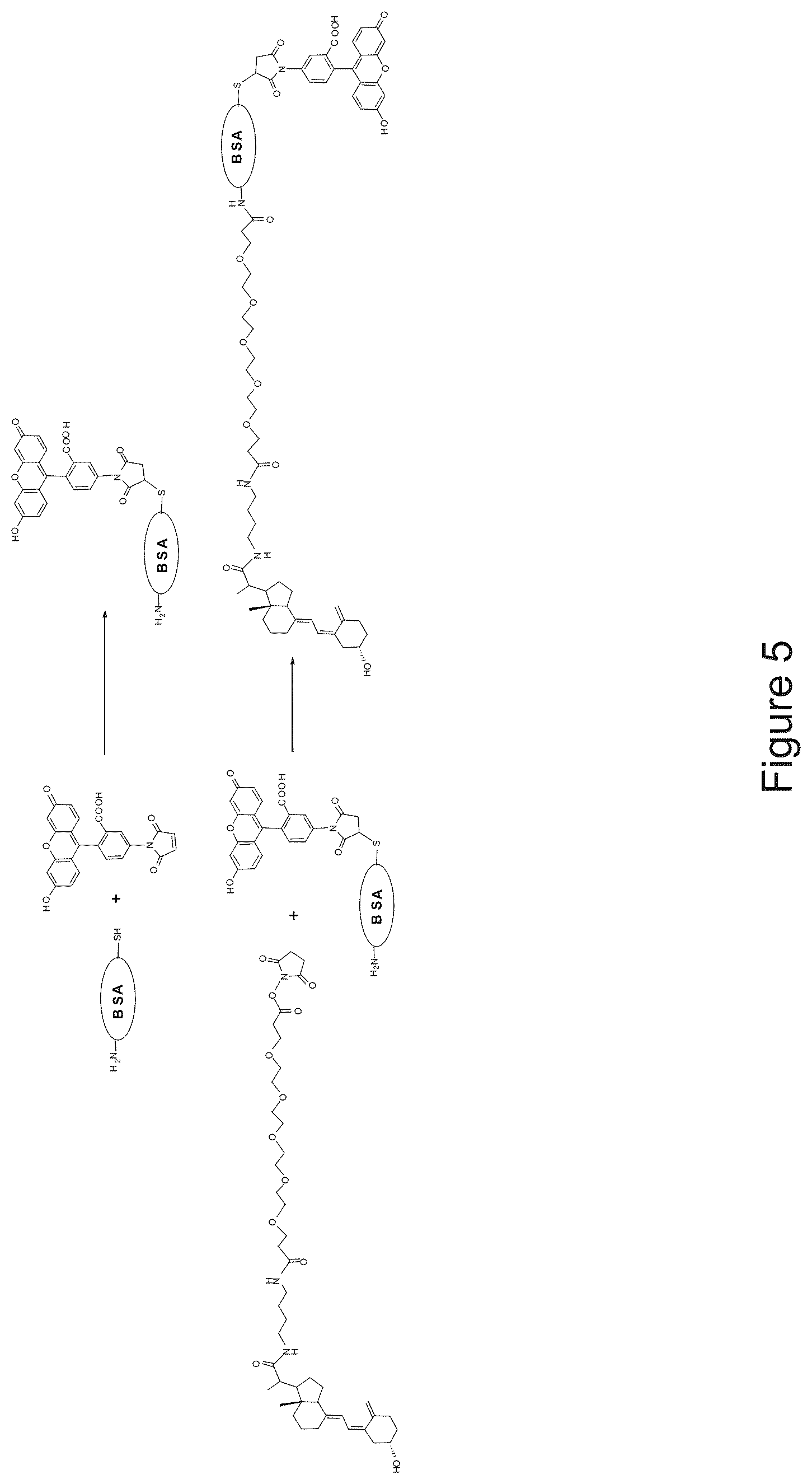 Patent US11815517 Figure 5 – Antibodies to 25-hydroxyvitamin D2 and D3