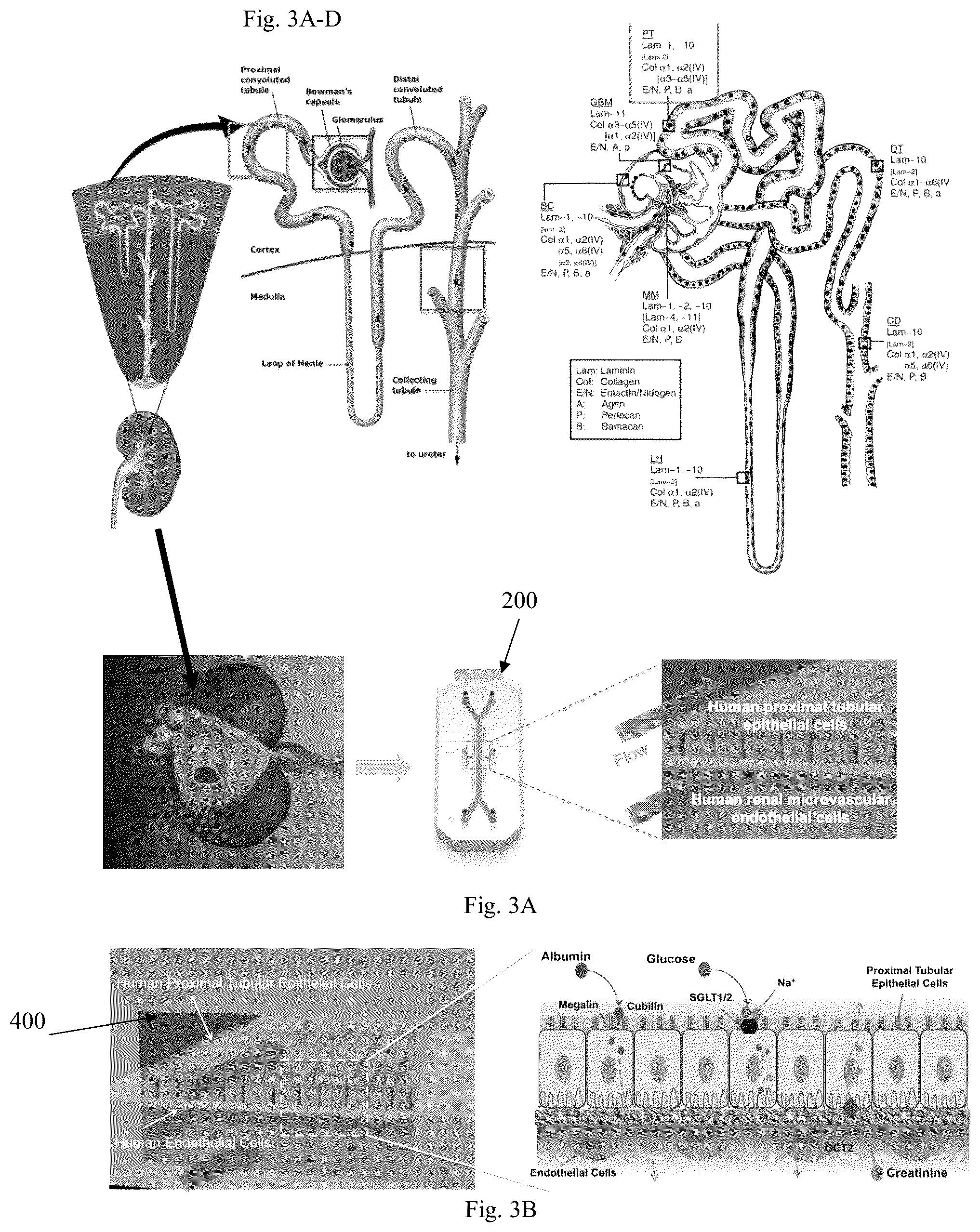 Patent US11841361 Figure 6 – Microfluidic proximal tubule kidney-on-chip