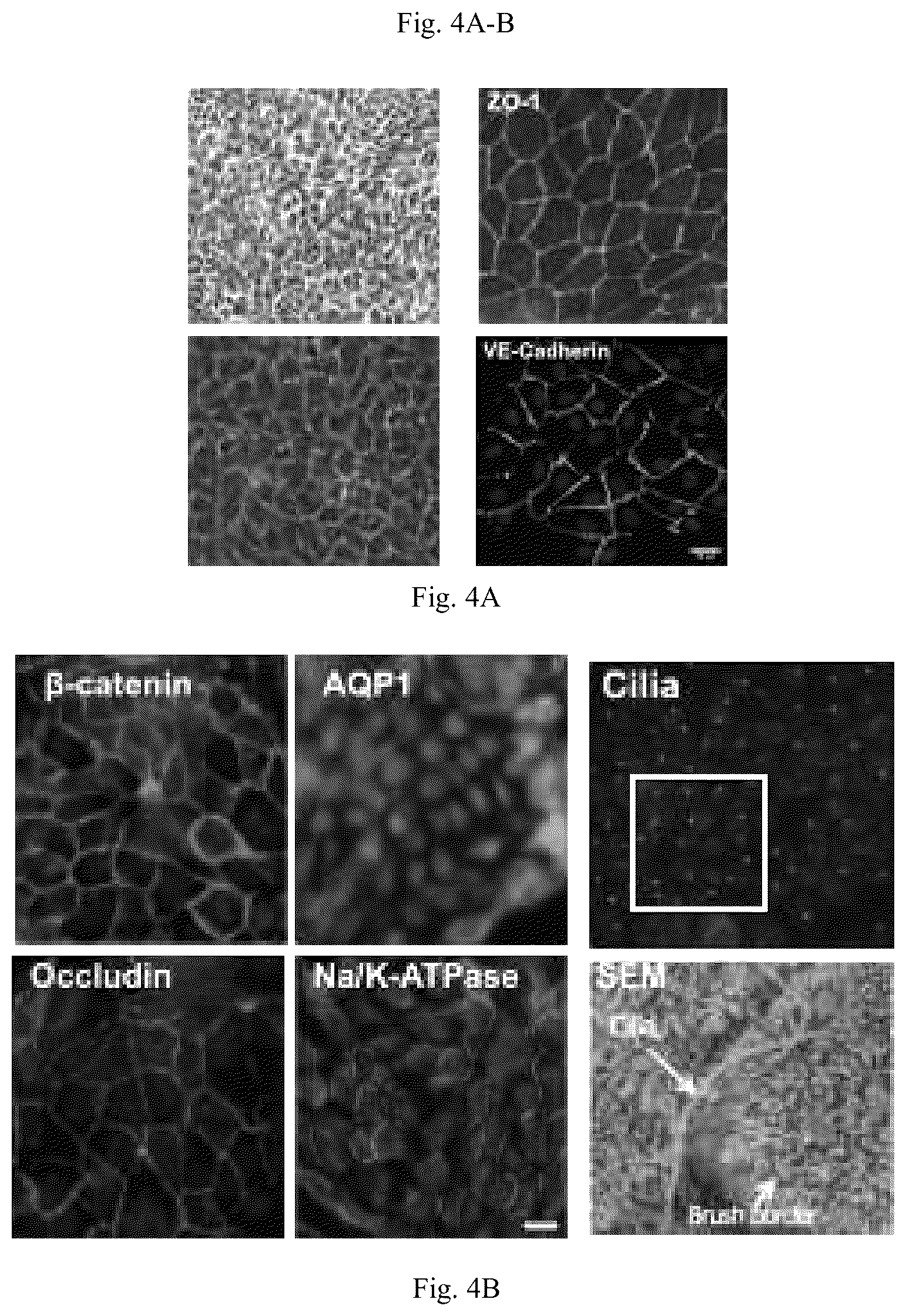 Patent US11841361 Figure 8 – Microfluidic proximal tubule kidney-on-chip