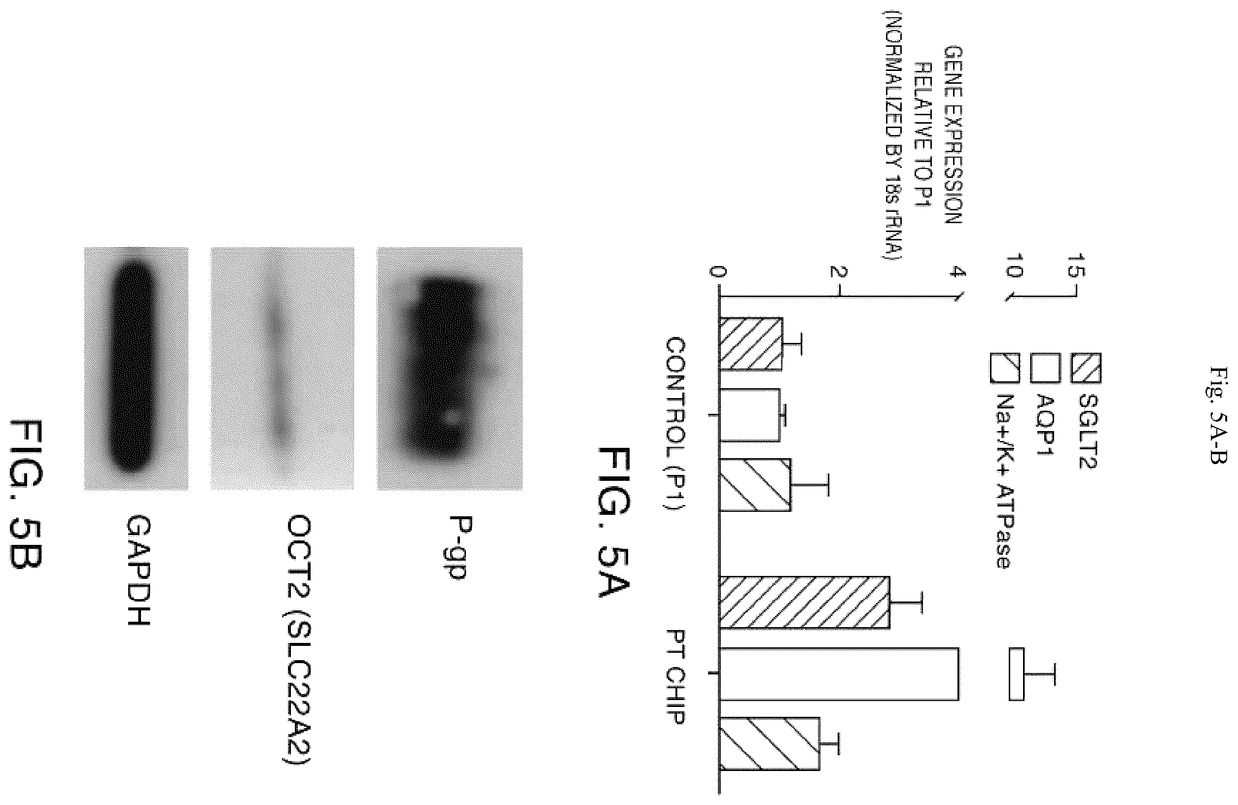 Patent US11841361 Figure 9 – Microfluidic proximal tubule kidney-on-chip