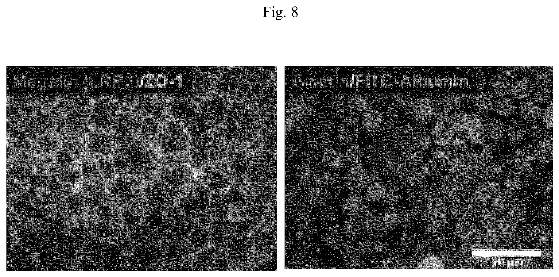 Patent US11841361 Figure 12 – Microfluidic proximal tubule kidney-on-chip