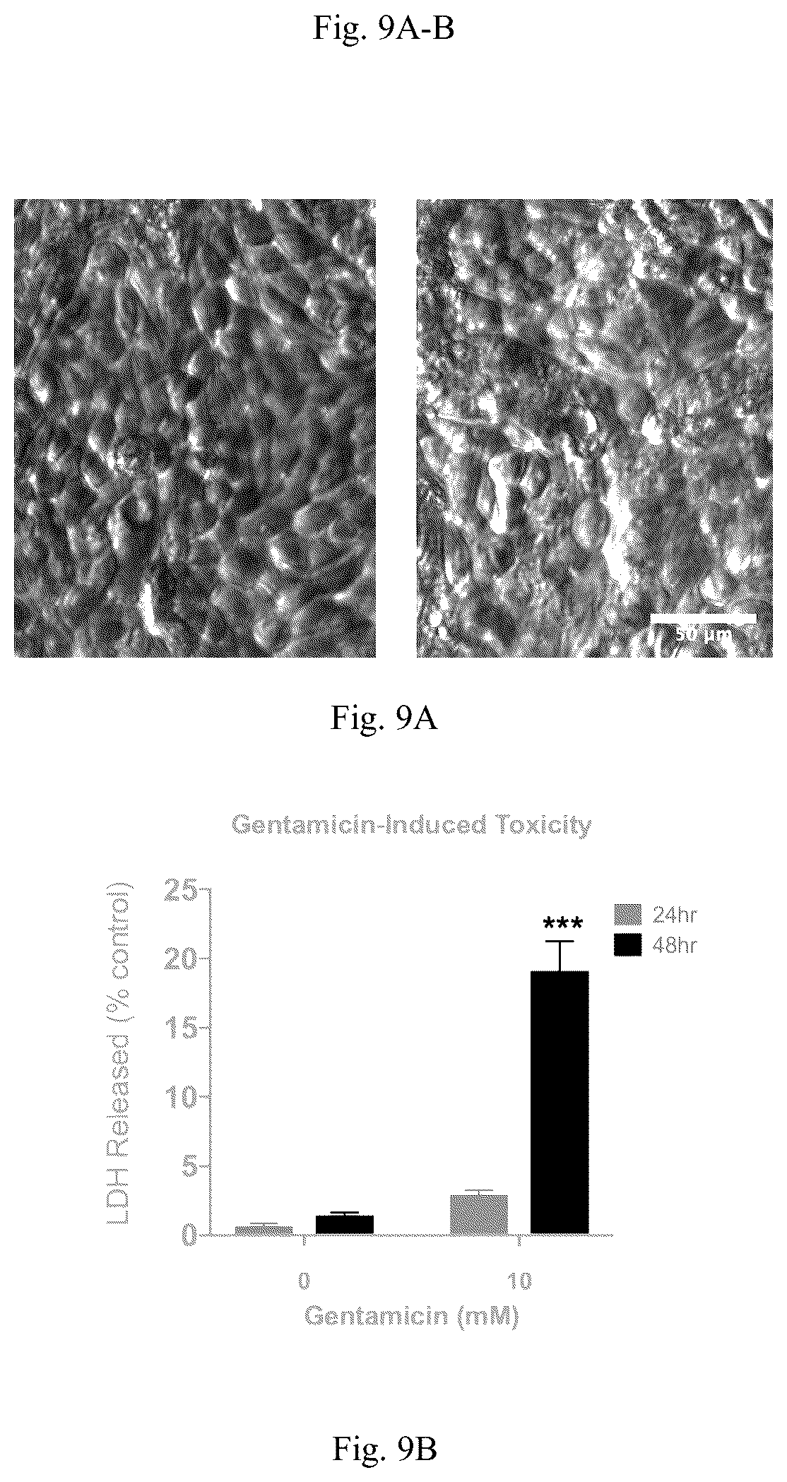 Patent US11841361 Figure 13 – Microfluidic proximal tubule kidney-on-chip