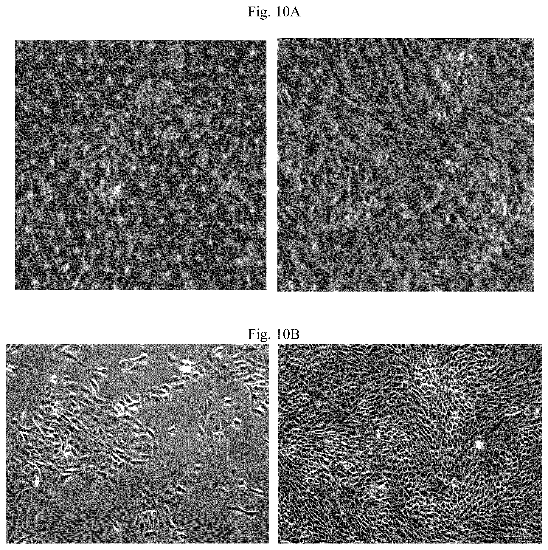 Patent US11841361 Figure 14 – Microfluidic proximal tubule kidney-on-chip
