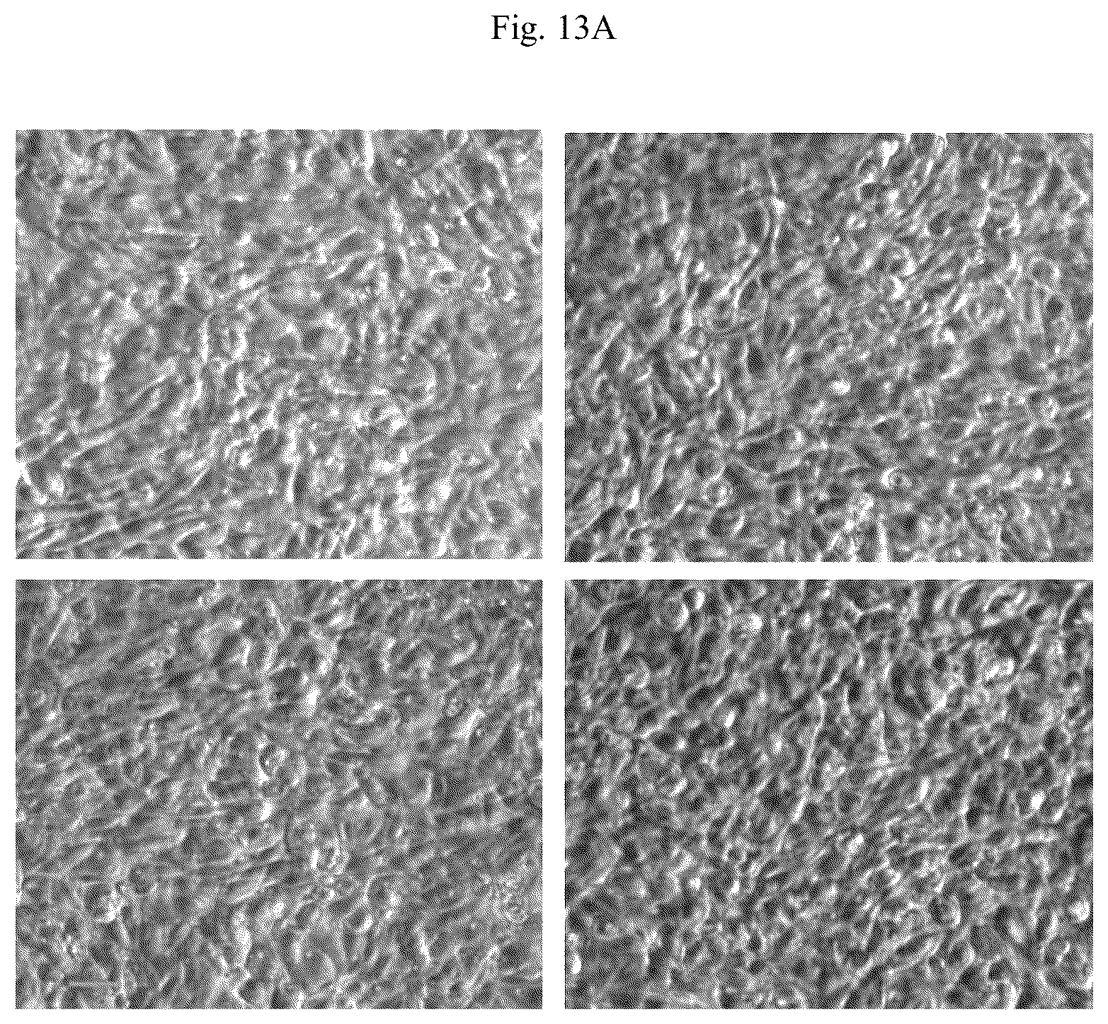 Patent US11841361 Figure 17 – Microfluidic proximal tubule kidney-on-chip