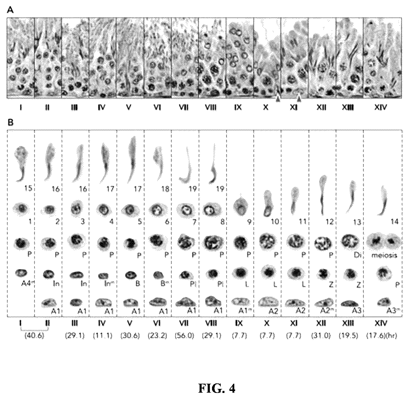 Patent US11847817 Figure 7 – Methods and systems for automated assessment of spermatogenesis