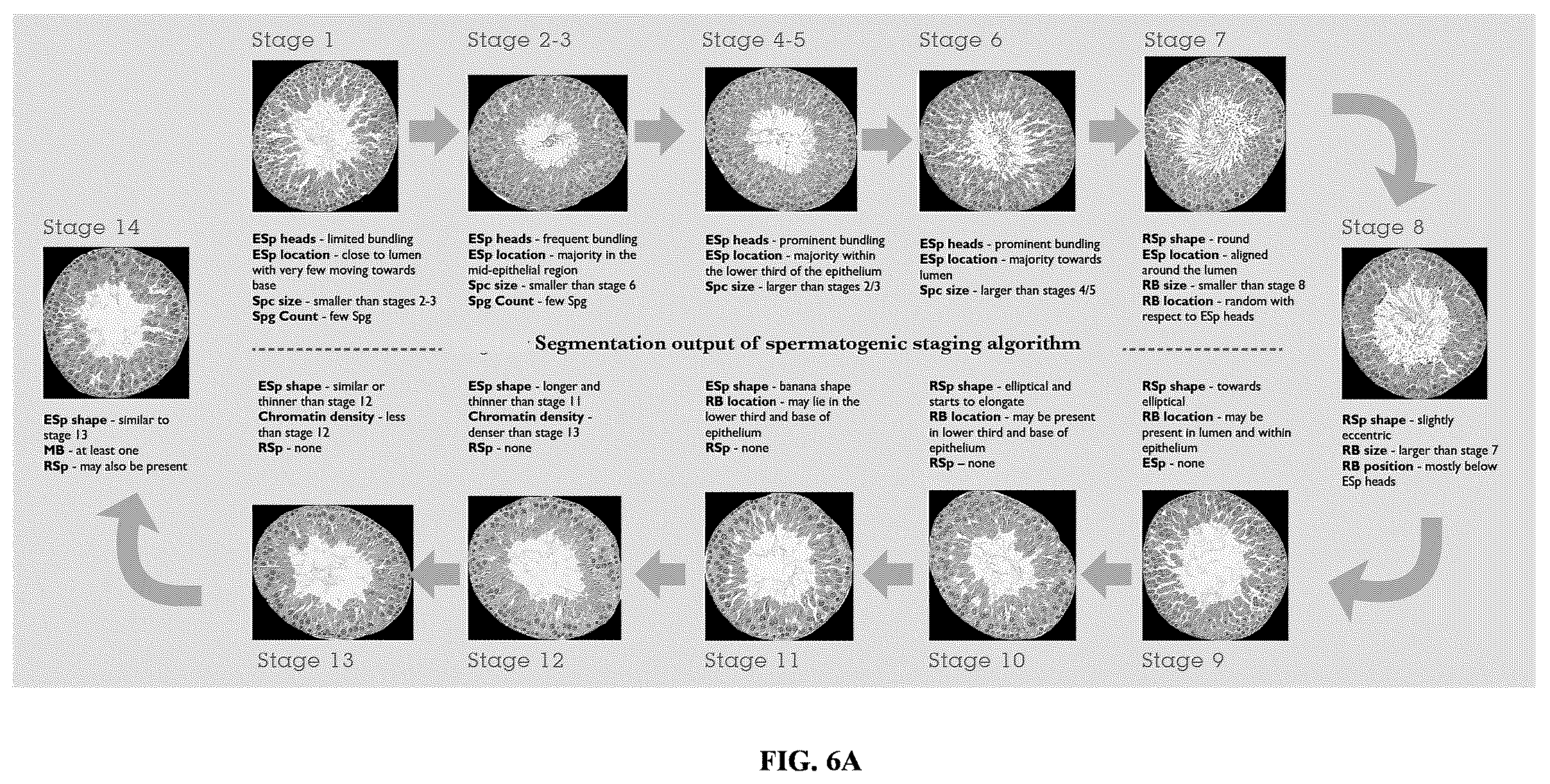 Patent US11847817 Figure 11 – Methods and systems for automated assessment of spermatogenesis