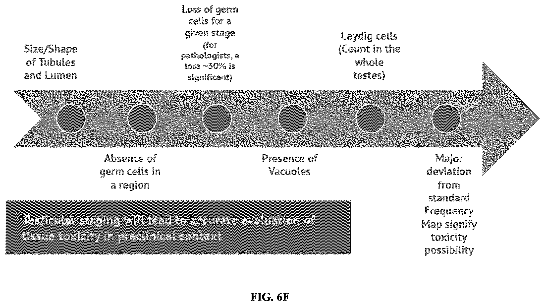 Patent US11847817 Figure 16 – Methods and systems for automated assessment of spermatogenesis