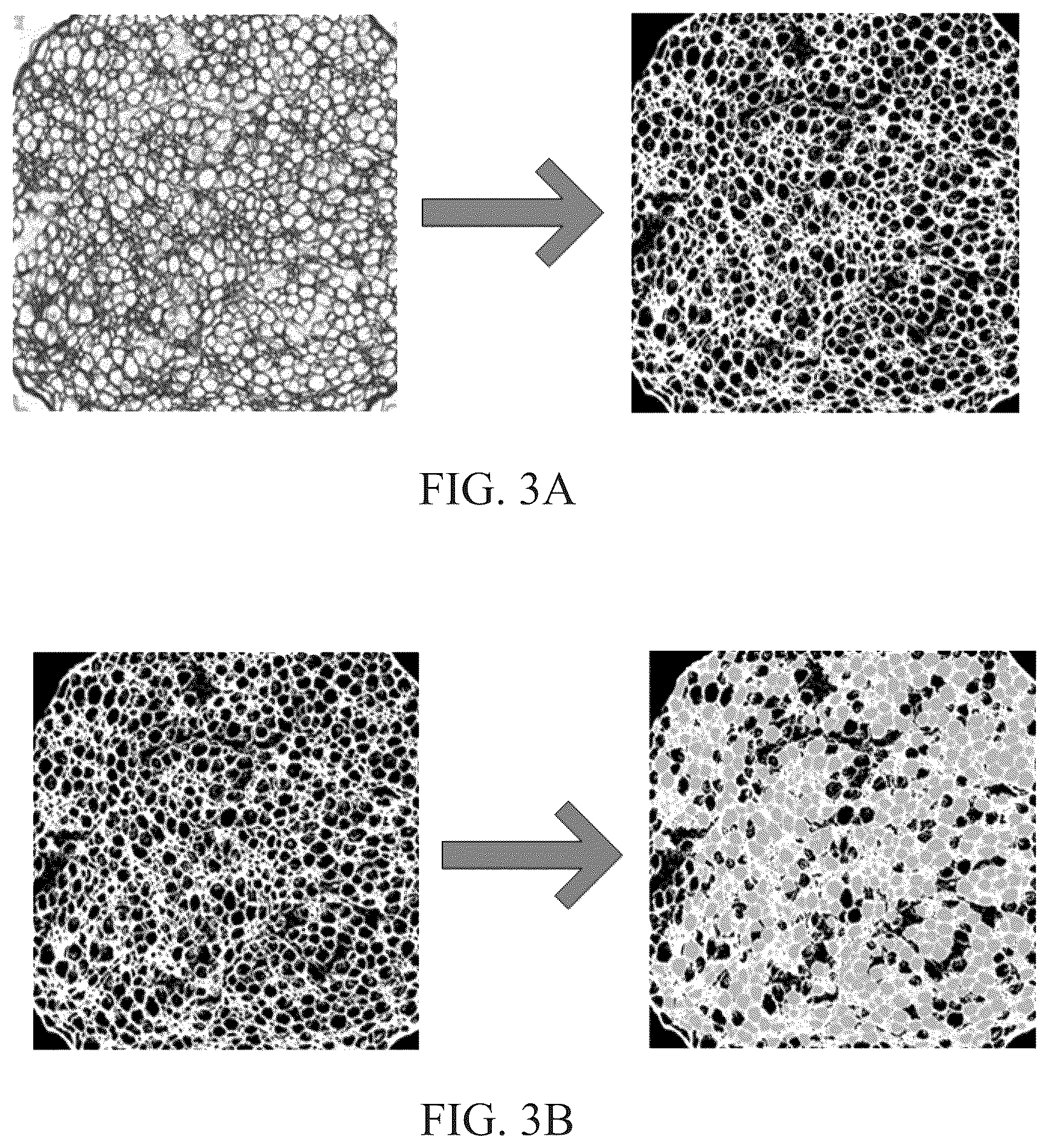 Patent US11847844 Figure 3 – Quantitative structural assay of a nerve graft