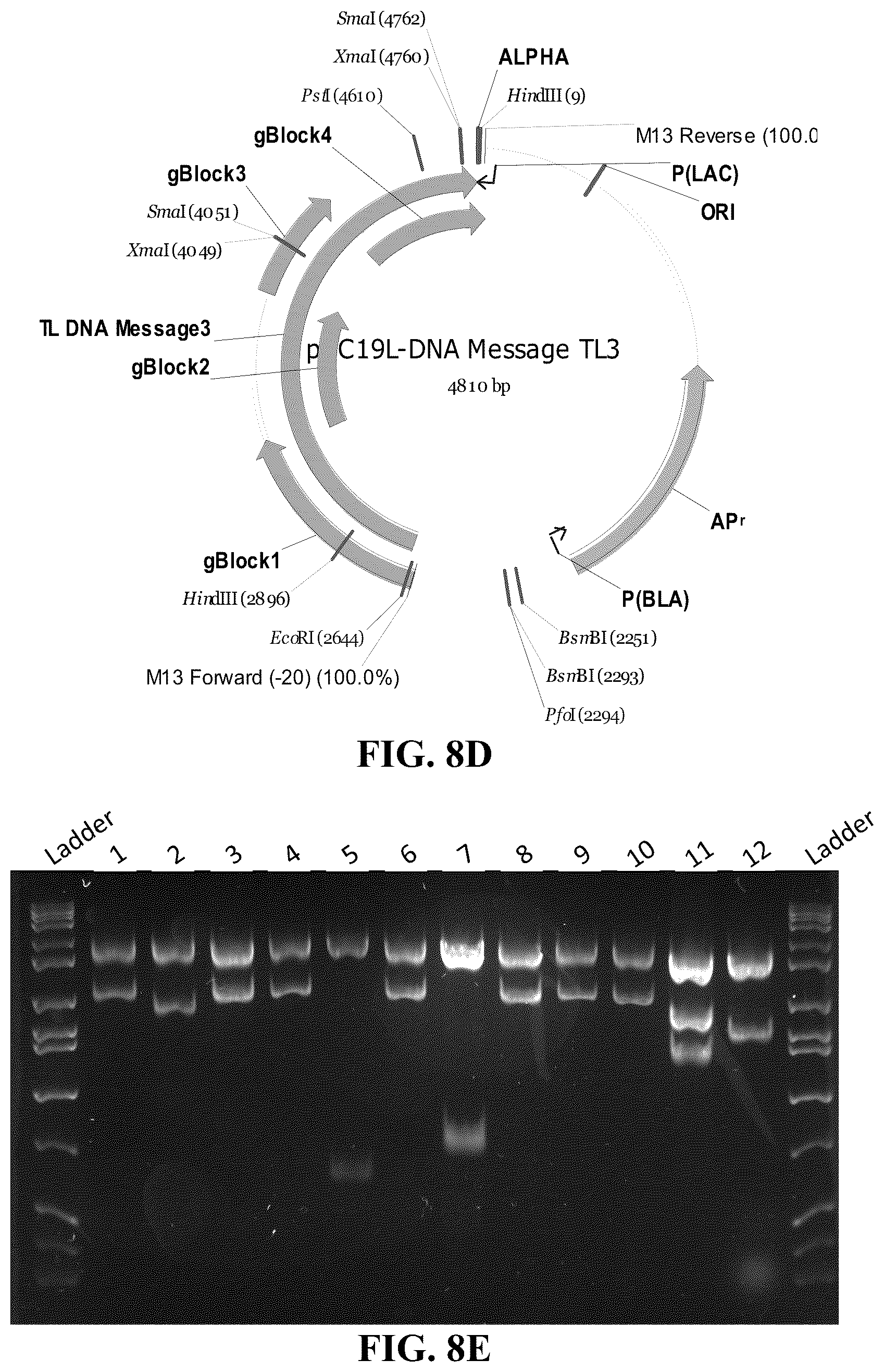 Patent US11854669 Figure 12 – Synthetic nucleic acids for information storage and transmission