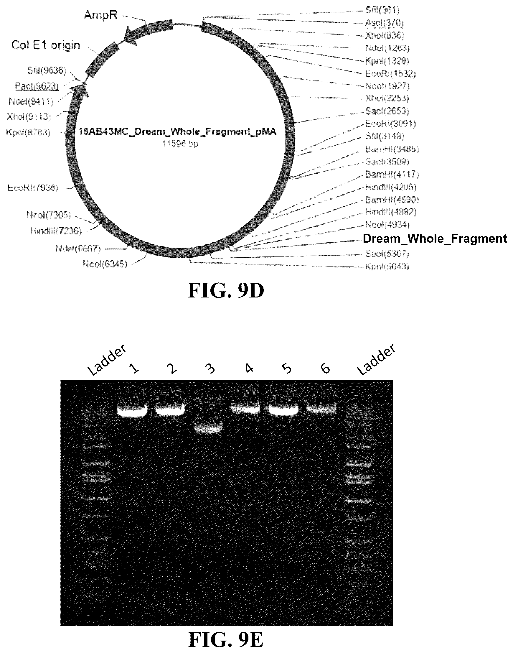 Patent US11854669 Figure 16 – Synthetic nucleic acids for information storage and transmission