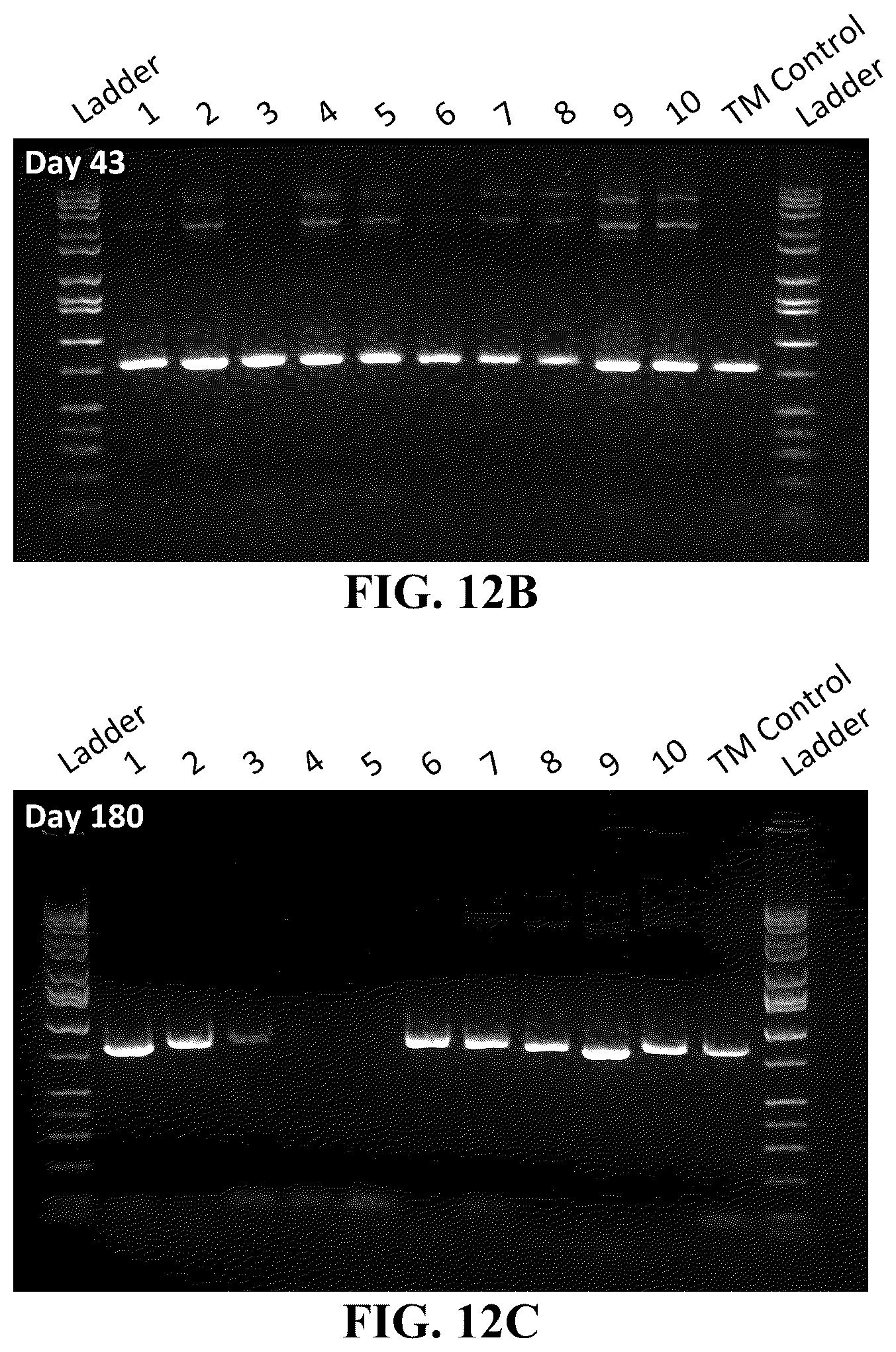 Patent US11854669 Figure 19 – Synthetic nucleic acids for information storage and transmission