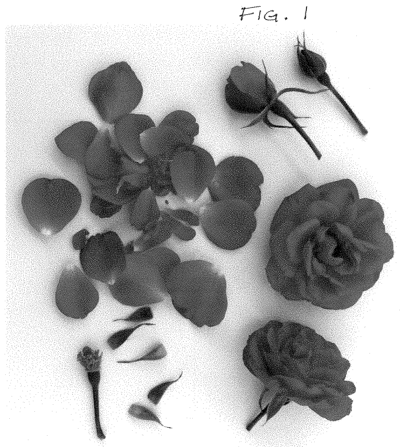 Patent USPP035393 Figure 1 – Rose plant named ‘Poulcas066’