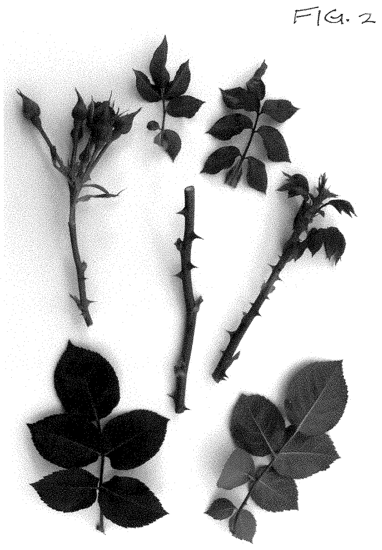 Patent USPP035393 Figure 2 – Rose plant named ‘Poulcas066’