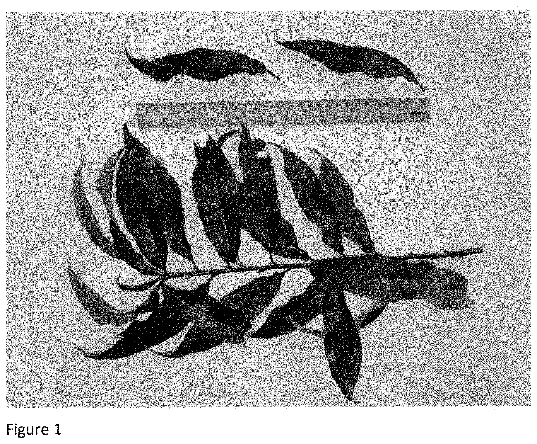 Patent USPP035394 Figure 1 – Peach tree named ‘NJ362’