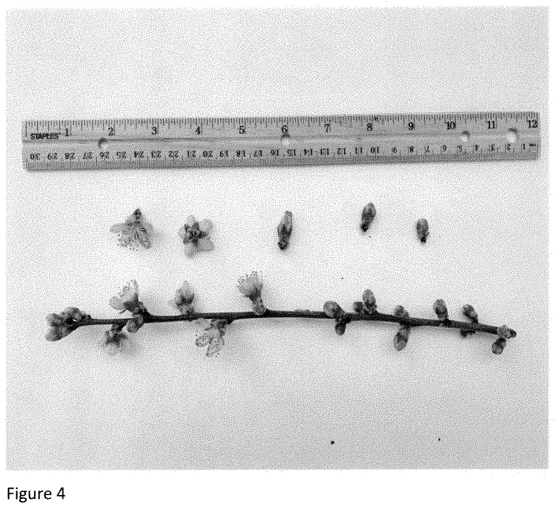Patent USPP035394 Figure 4 – Peach tree named ‘NJ362’