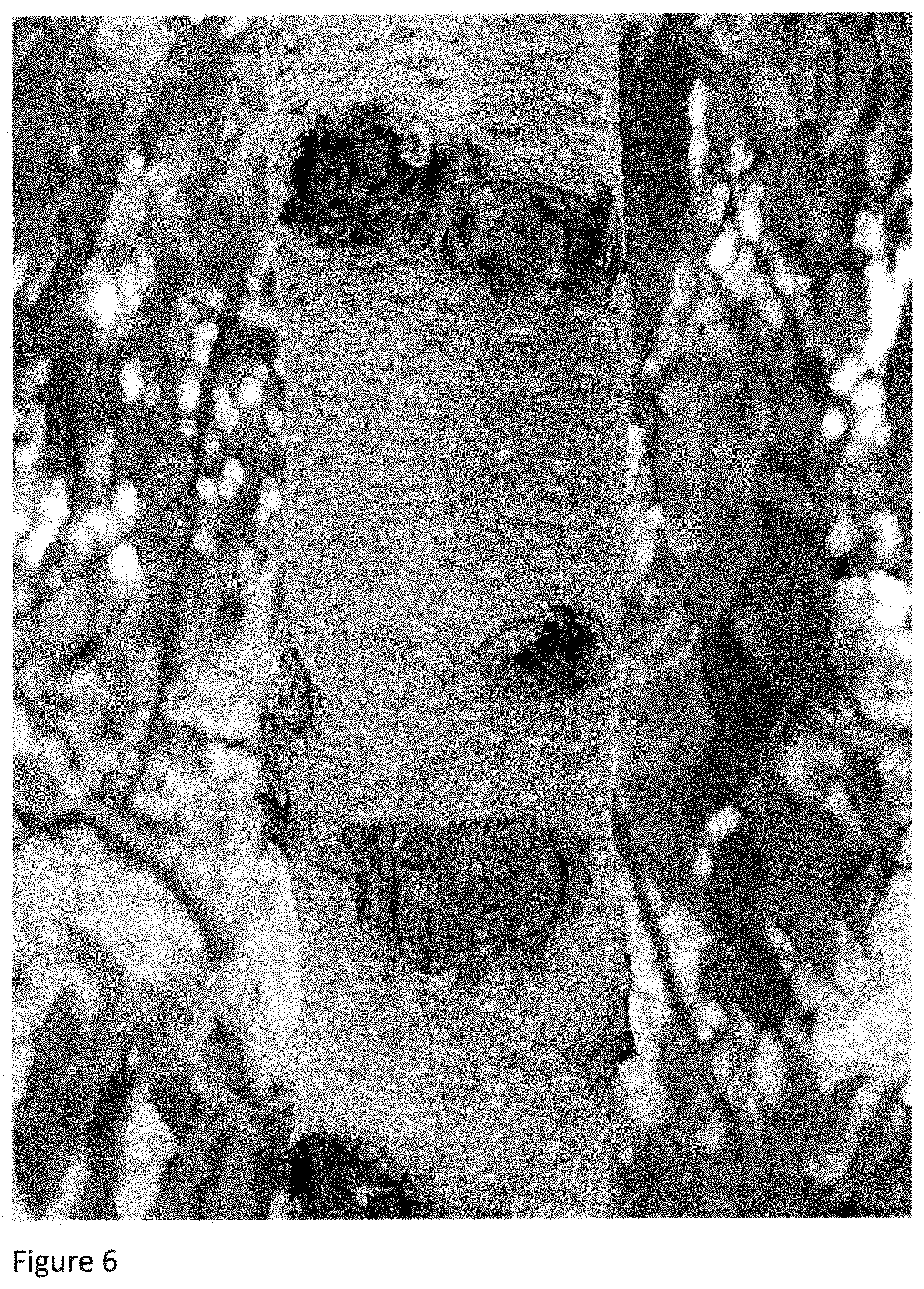 Patent USPP035394 Figure 6 – Peach tree named ‘NJ362’