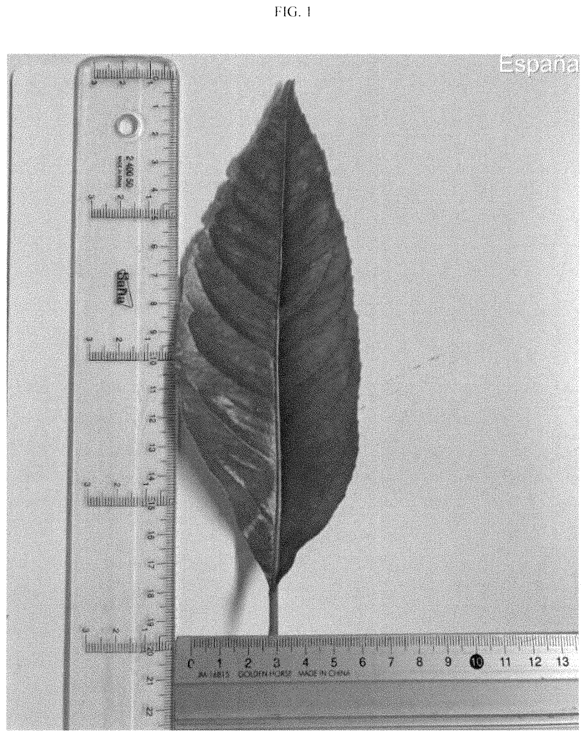 Patent USPP035395 Figure 1 – Lemon plant named ‘BENEDICTO’