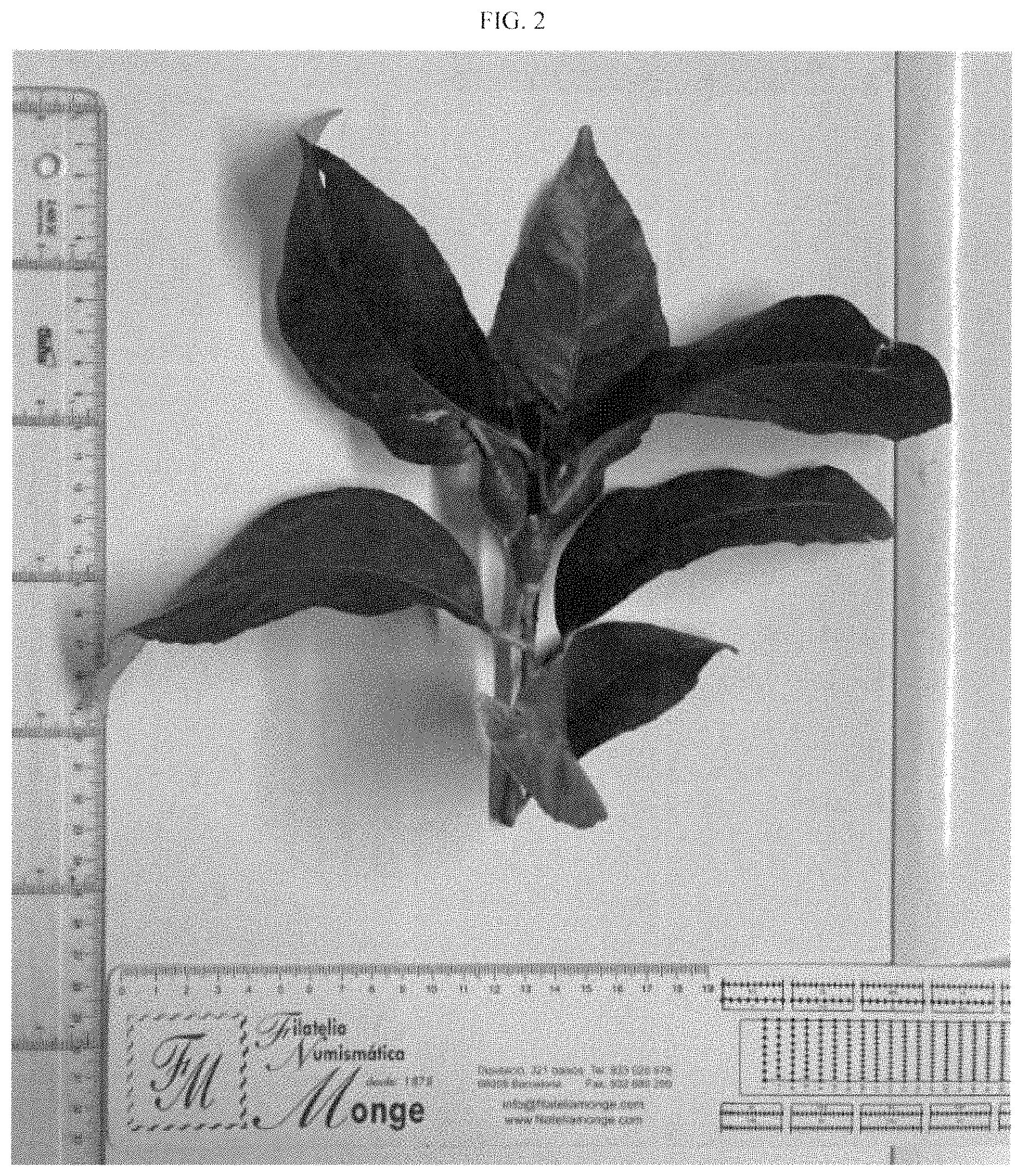 Patent USPP035395 Figure 2 – Lemon plant named ‘BENEDICTO’