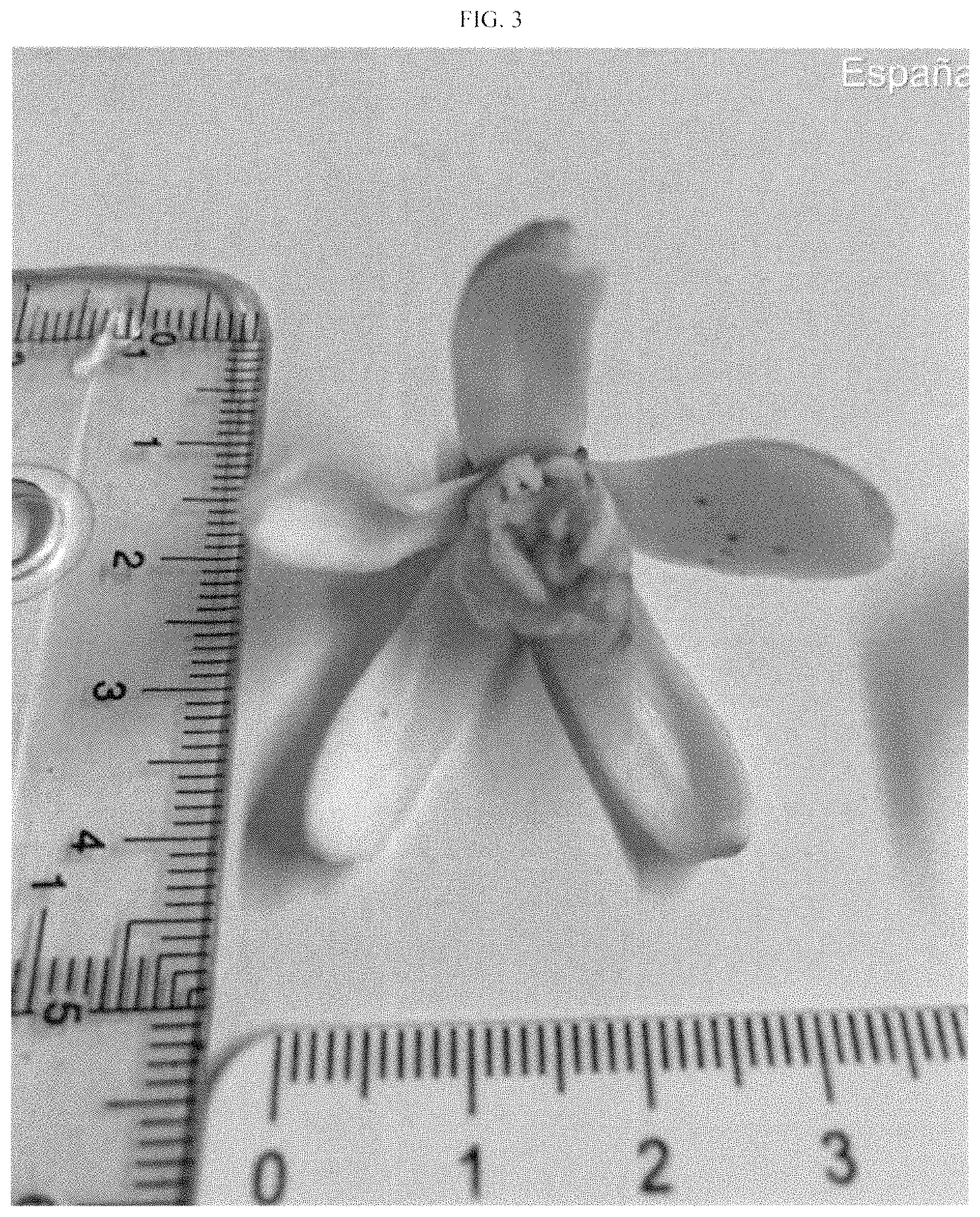 Patent USPP035395 Figure 3 – Lemon plant named ‘BENEDICTO’
