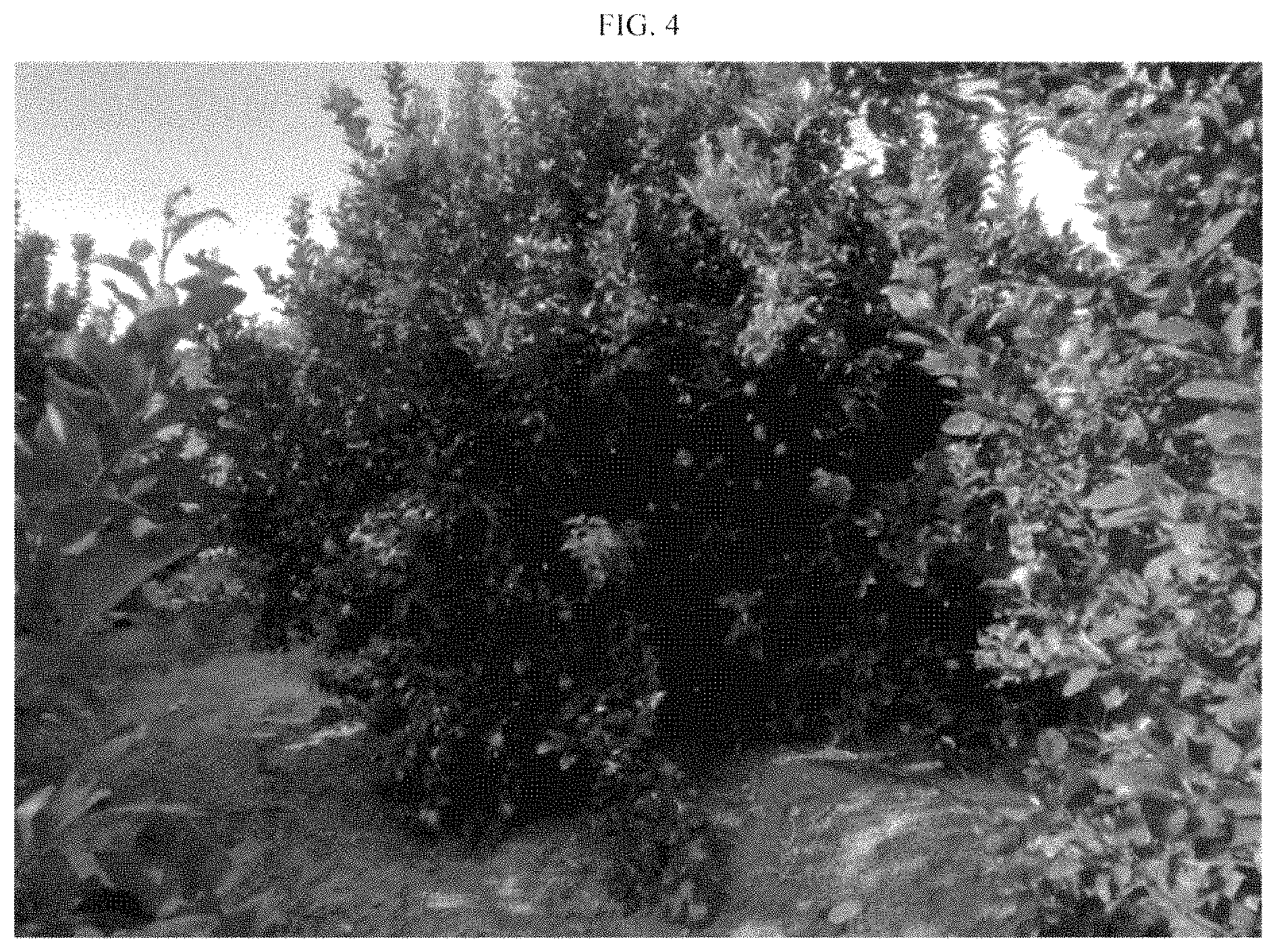 Patent USPP035395 Figure 4 – Lemon plant named ‘BENEDICTO’
