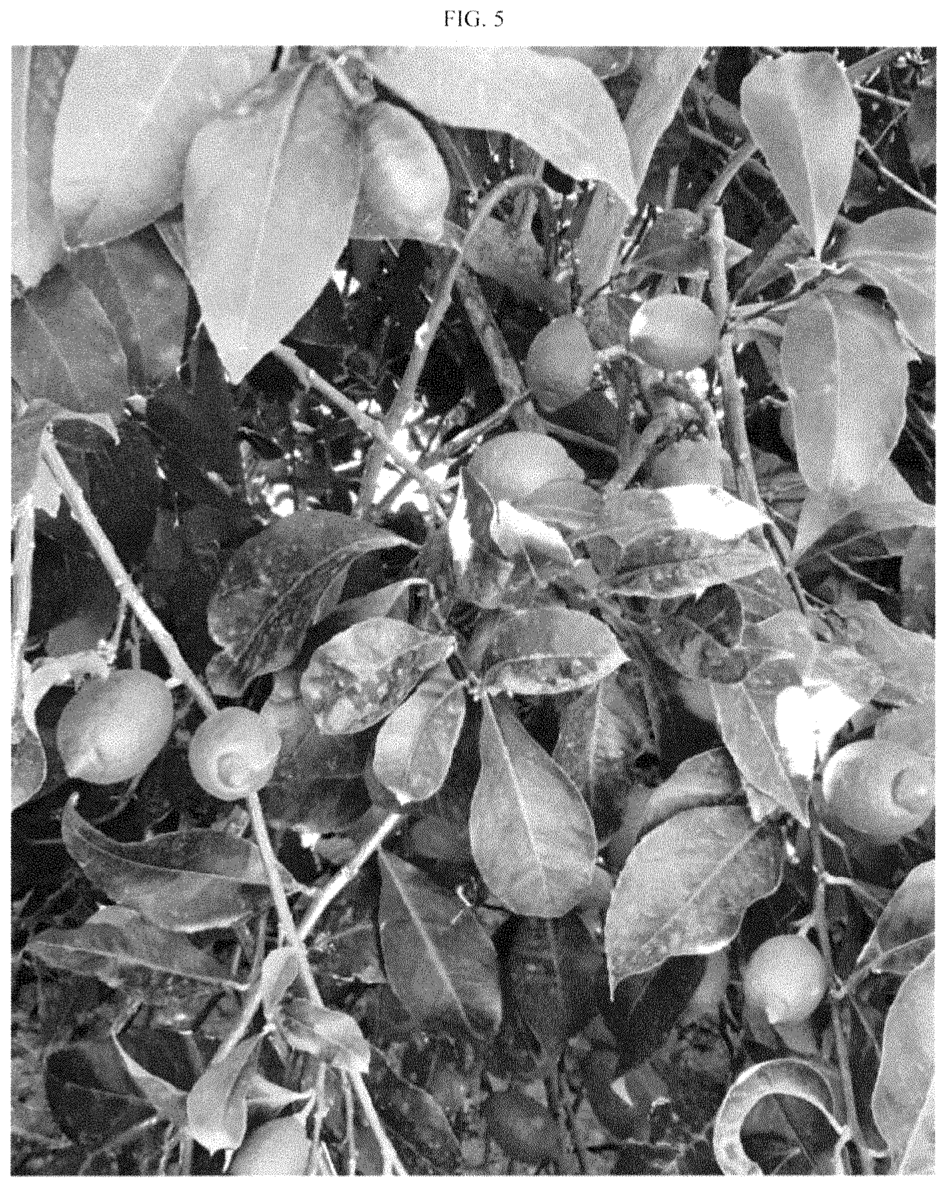 Patent USPP035395 Figure 5 – Lemon plant named ‘BENEDICTO’