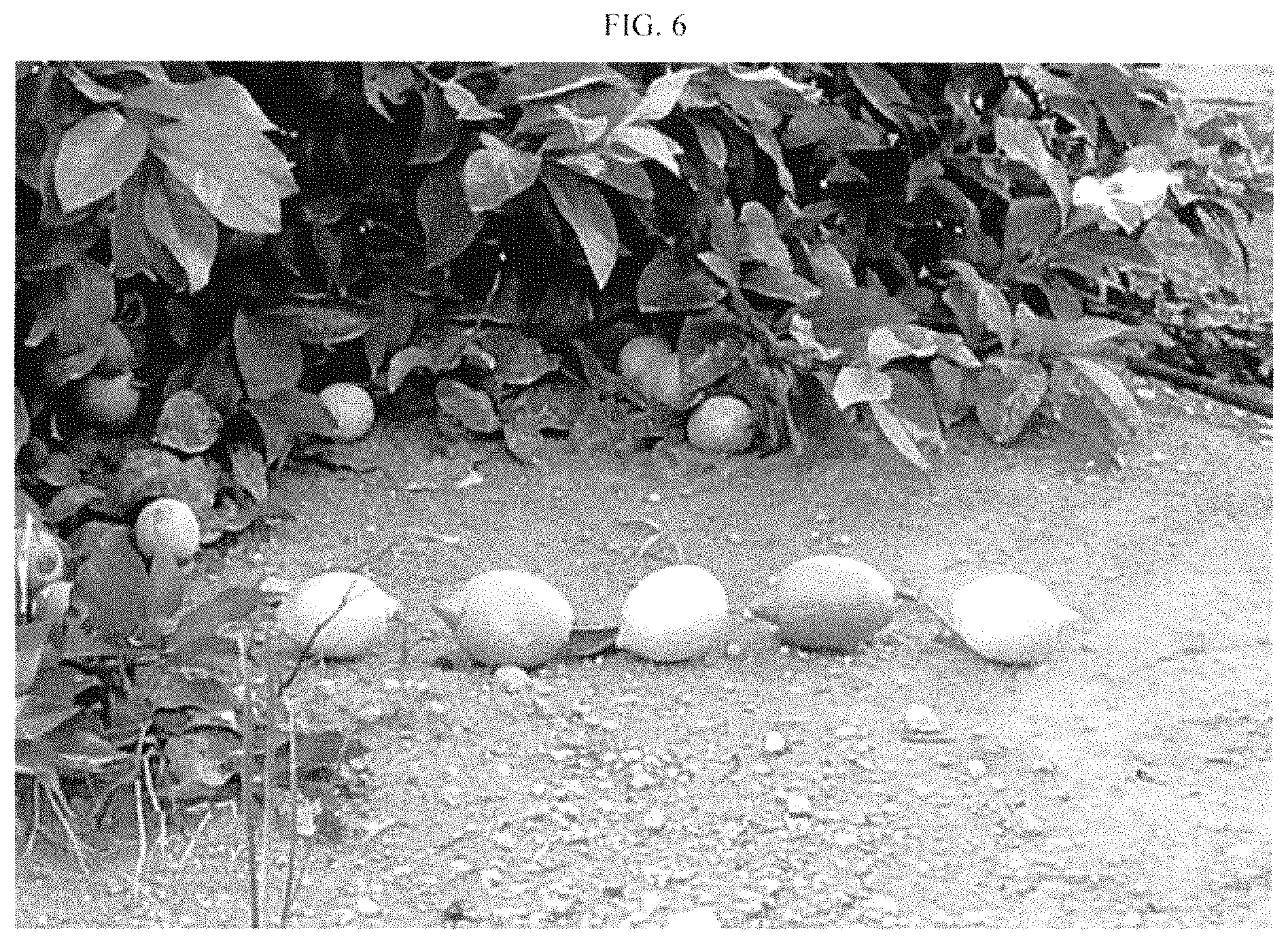 Patent USPP035395 Figure 6 – Lemon plant named ‘BENEDICTO’