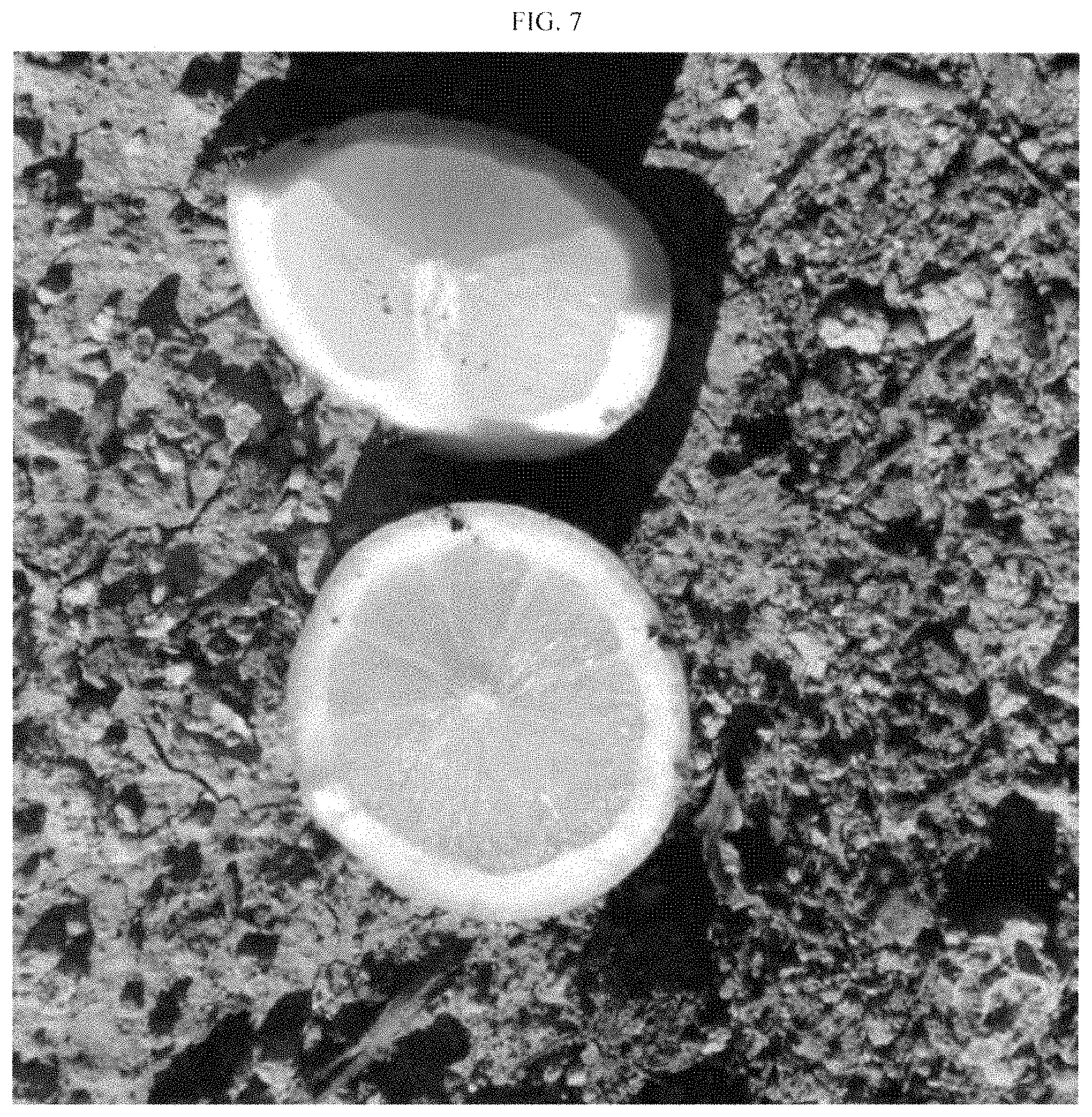 Patent USPP035395 Figure 7 – Lemon plant named ‘BENEDICTO’