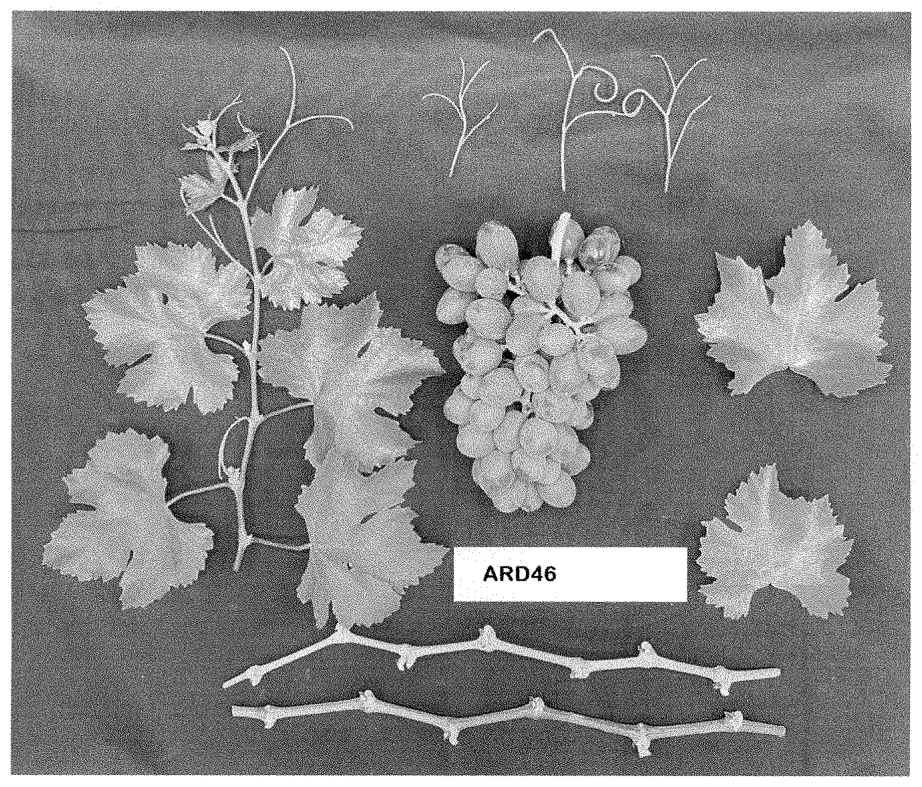 Patent USPP035396 Figure 1 – Grapevine plant named ‘ARD46’