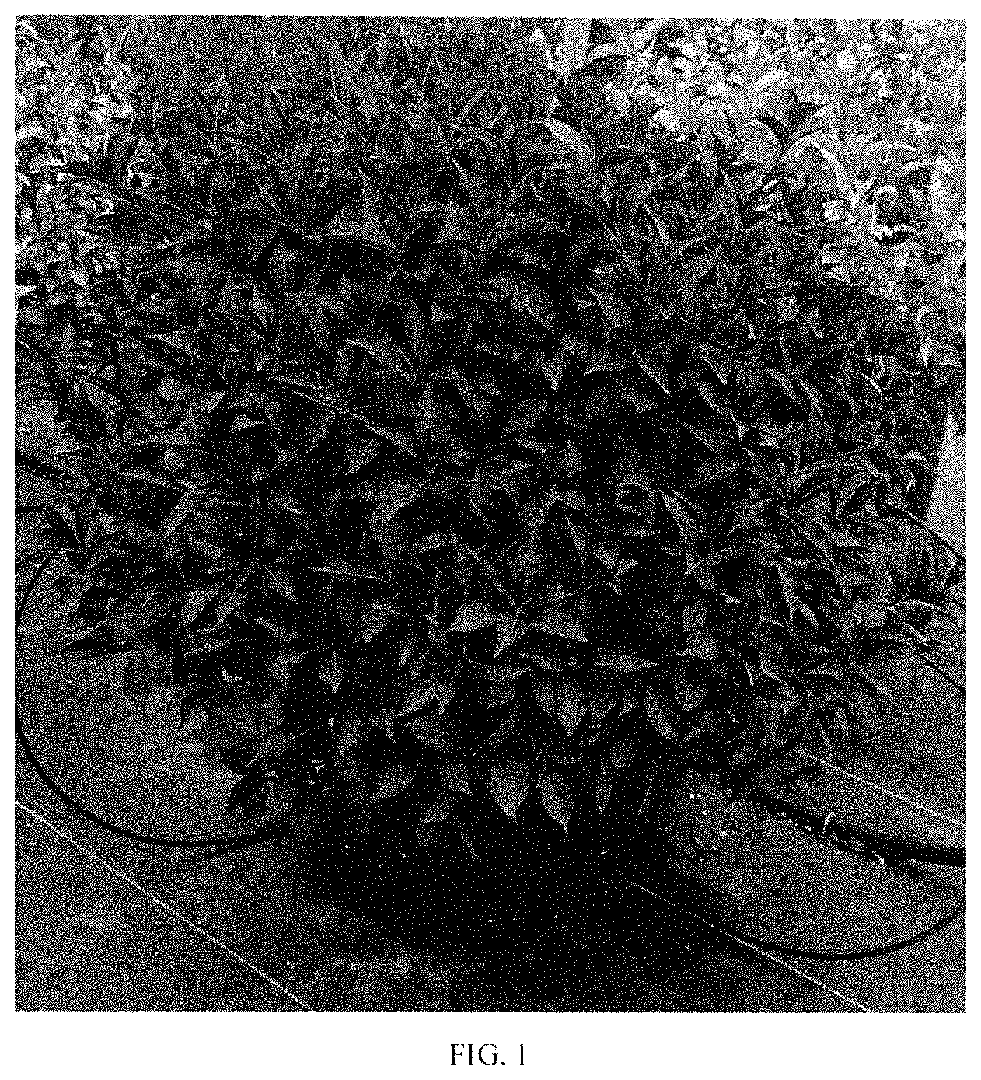Patent USPP035397 Figure 1 – Weigela plant named ‘TMWG17-18’