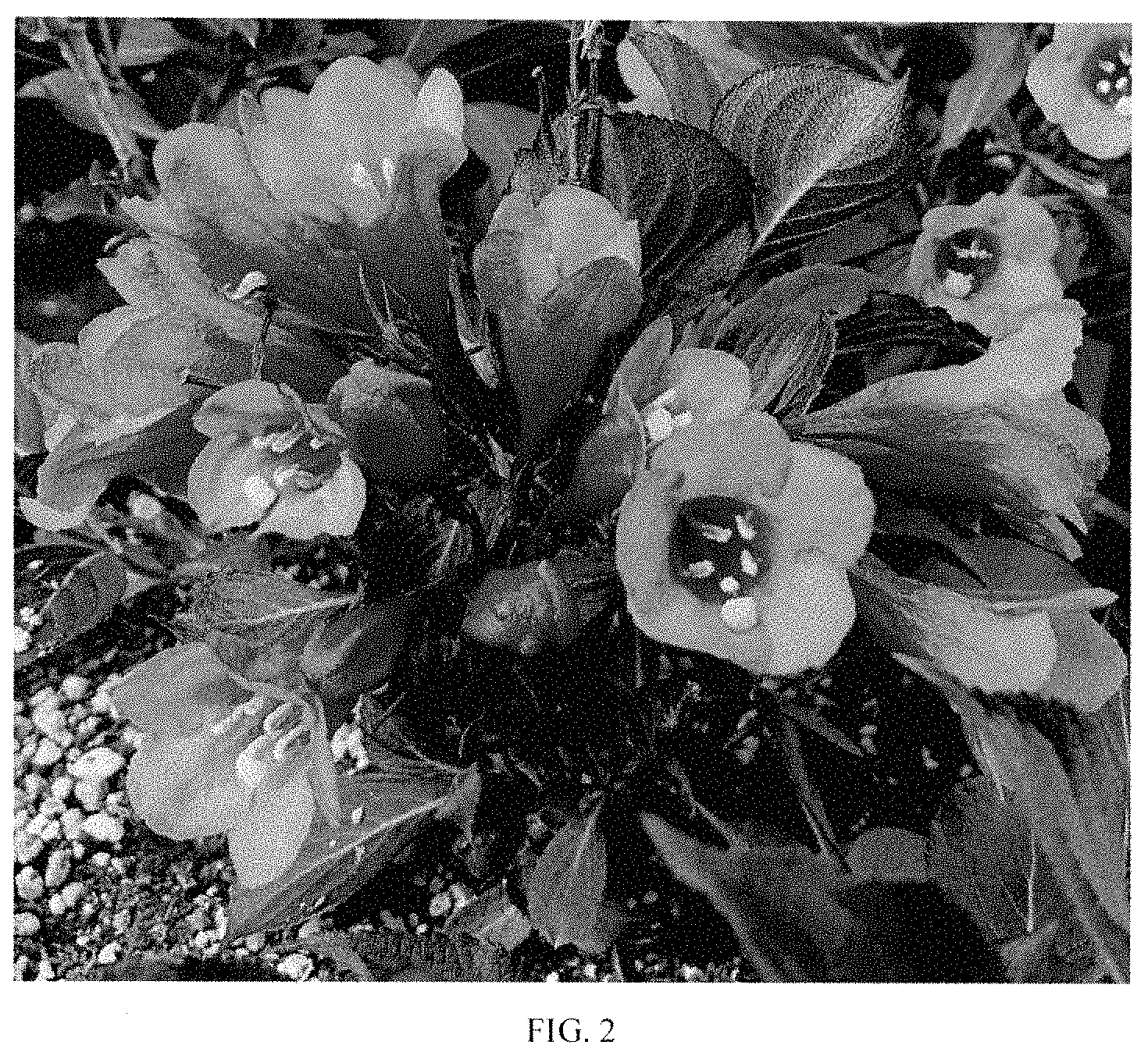 Patent USPP035397 Figure 2 – Weigela plant named ‘TMWG17-18’