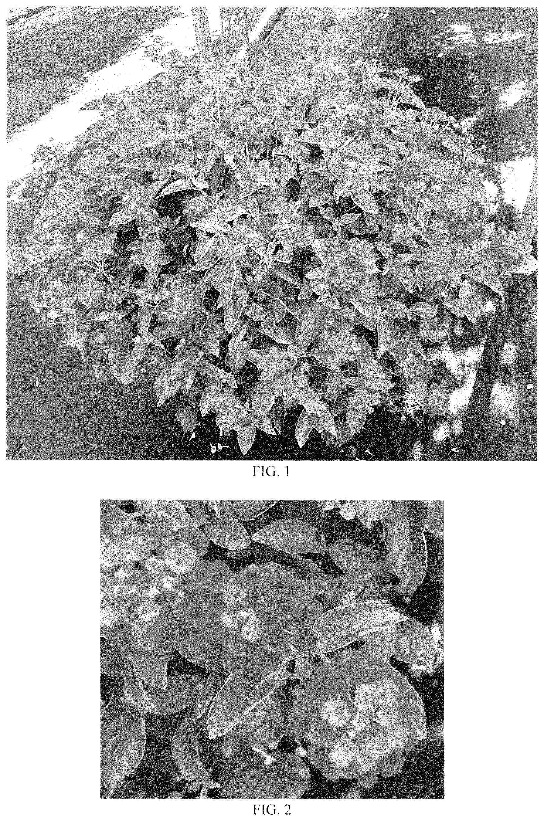 Patent USPP035398 Figure 1 – Lantana plant named ‘Balshamred’