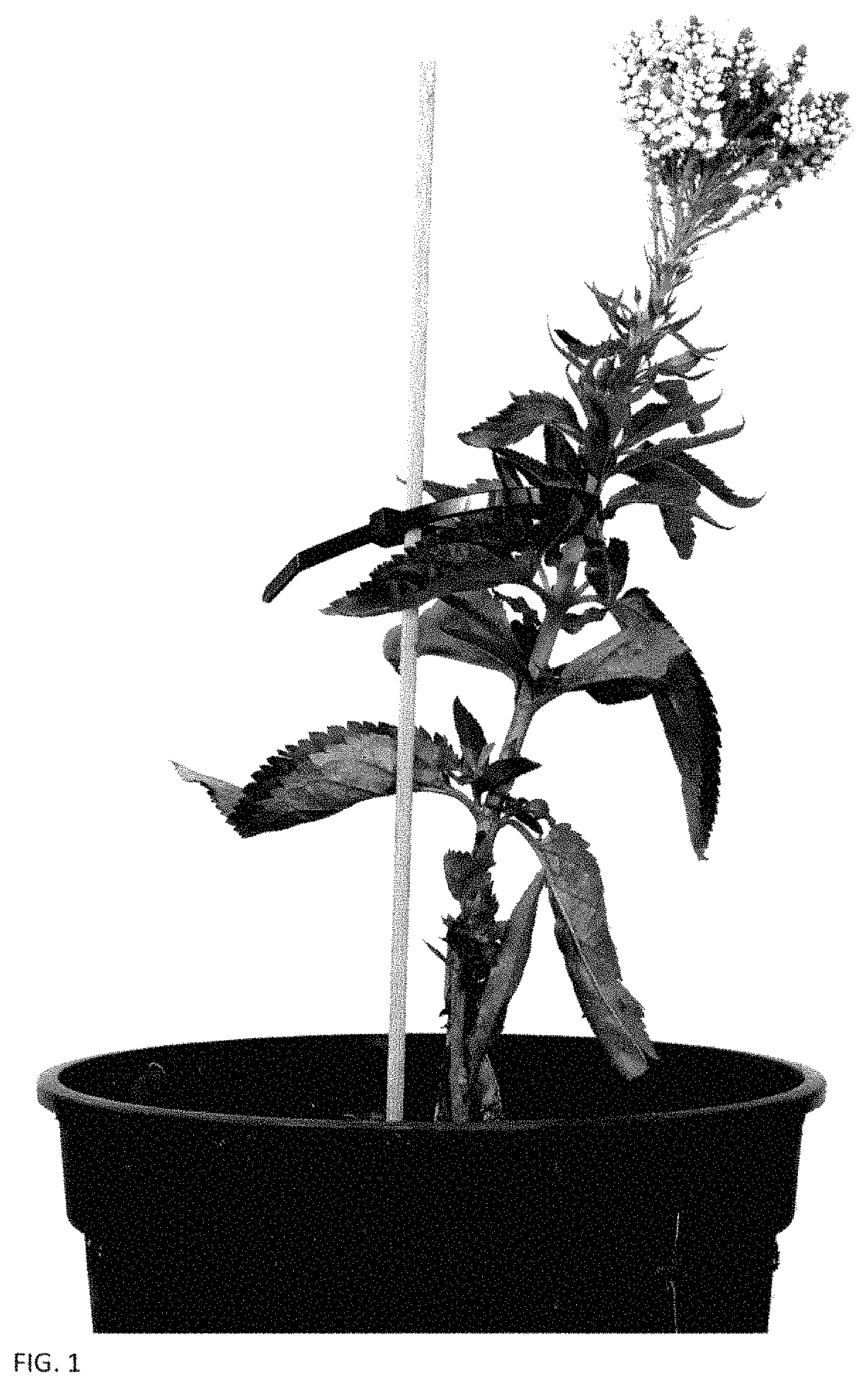 Patent USPP035399 Figure 1 – Veronica plant named ‘ALLVWAV’