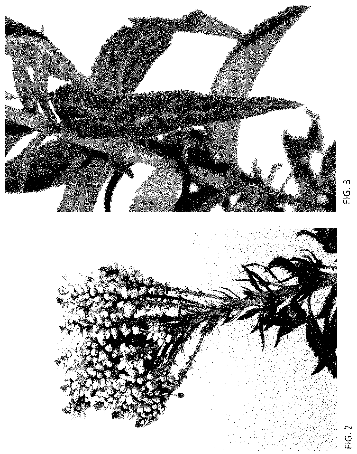 Patent USPP035399 Figure 2 – Veronica plant named ‘ALLVWAV’