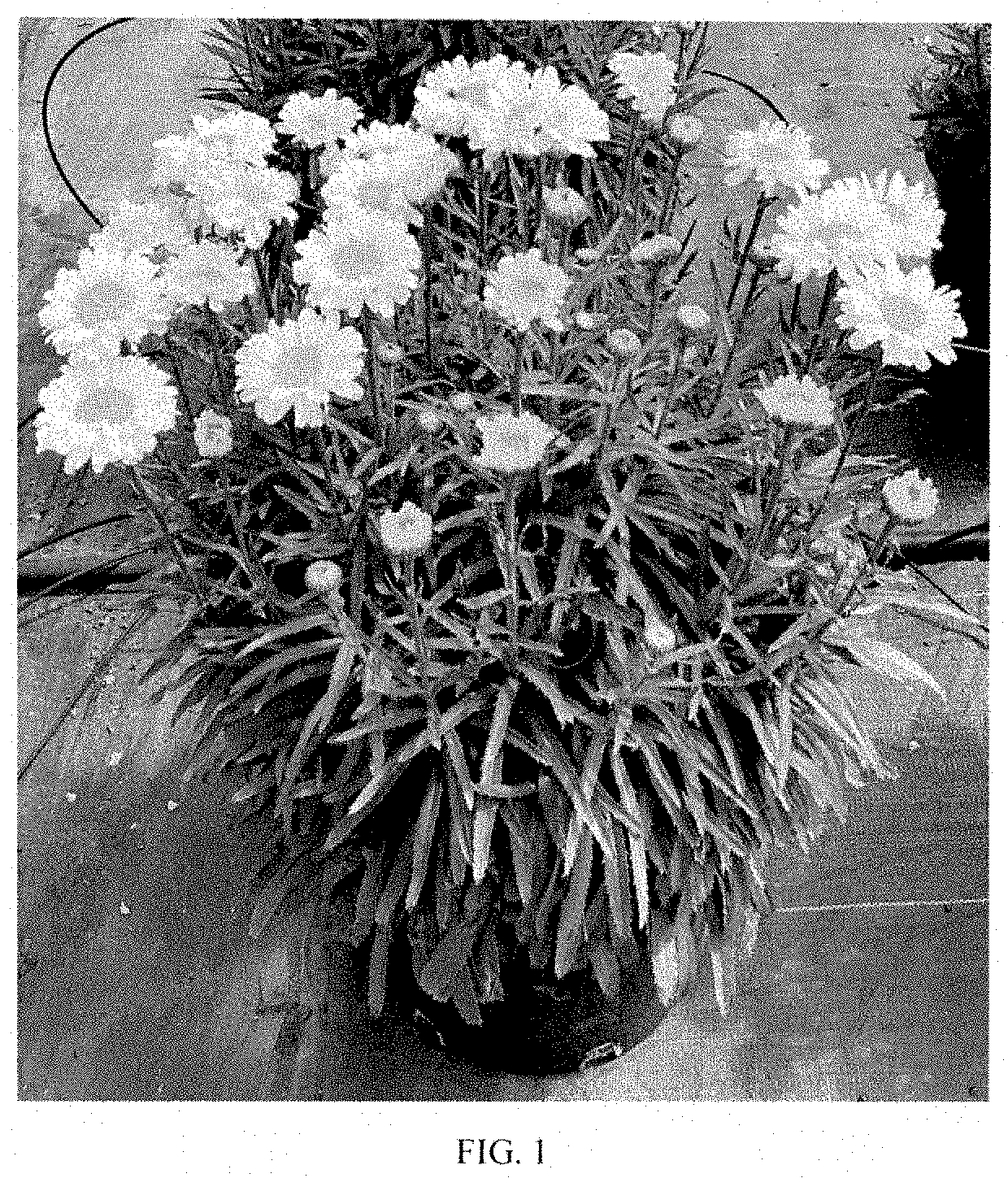 Patent USPP035400 — Leucanthemum plant named ‘Real Cream’ — Figure 1