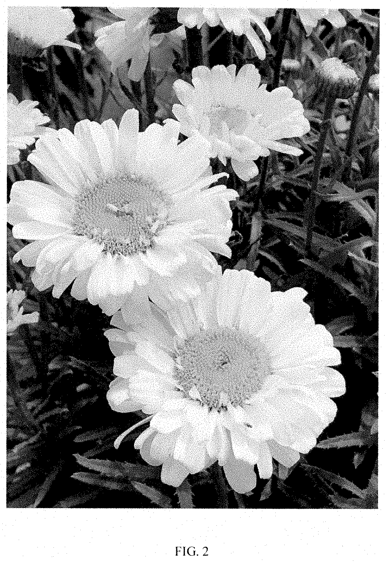 Patent USPP035400 Figure 2 – Leucanthemum plant named ‘Real Cream’