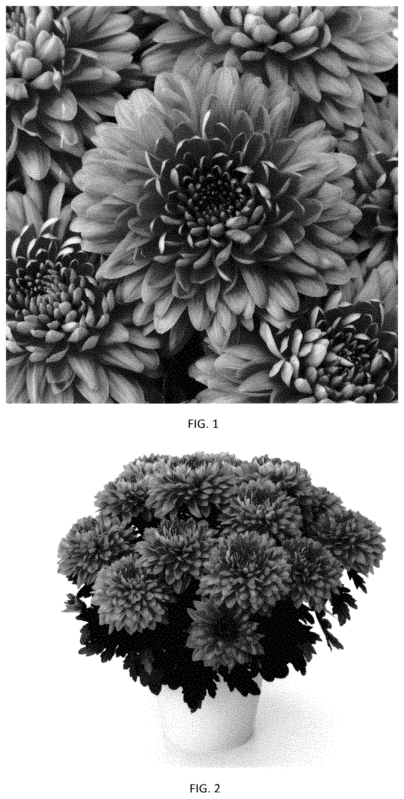 Patent USPP035401 Figure 1 – Chrysanthemum plant named ‘CIDZ0116’