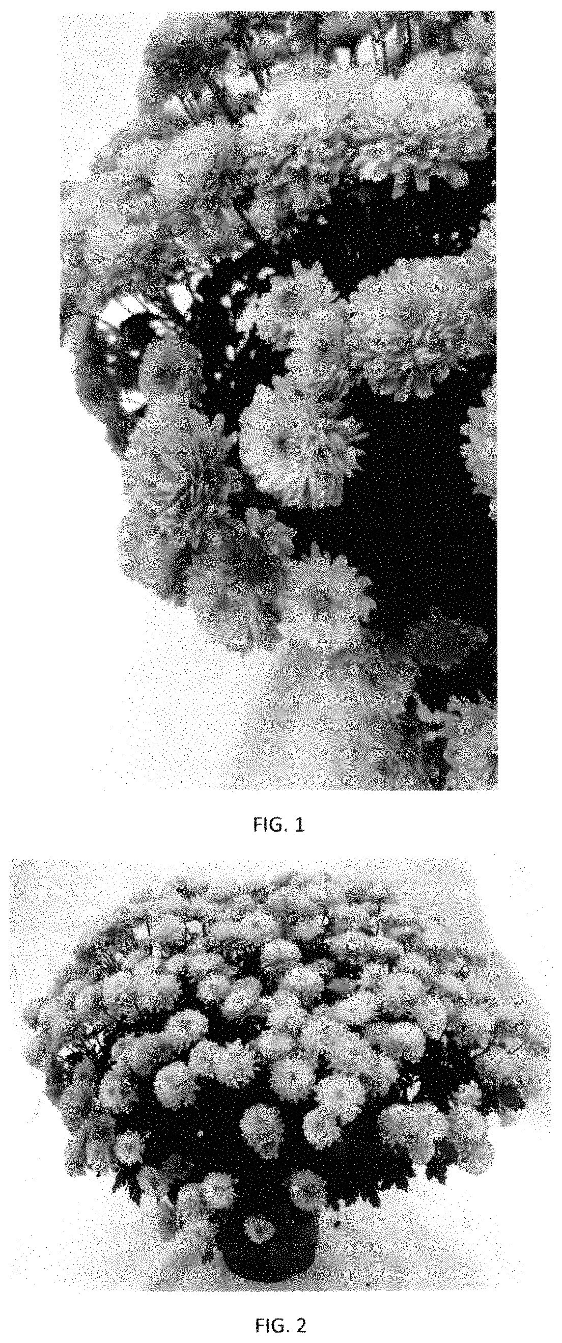 Patent USPP035402 Figure 1 – Chrysanthemum plant named ‘CIFZ0107’