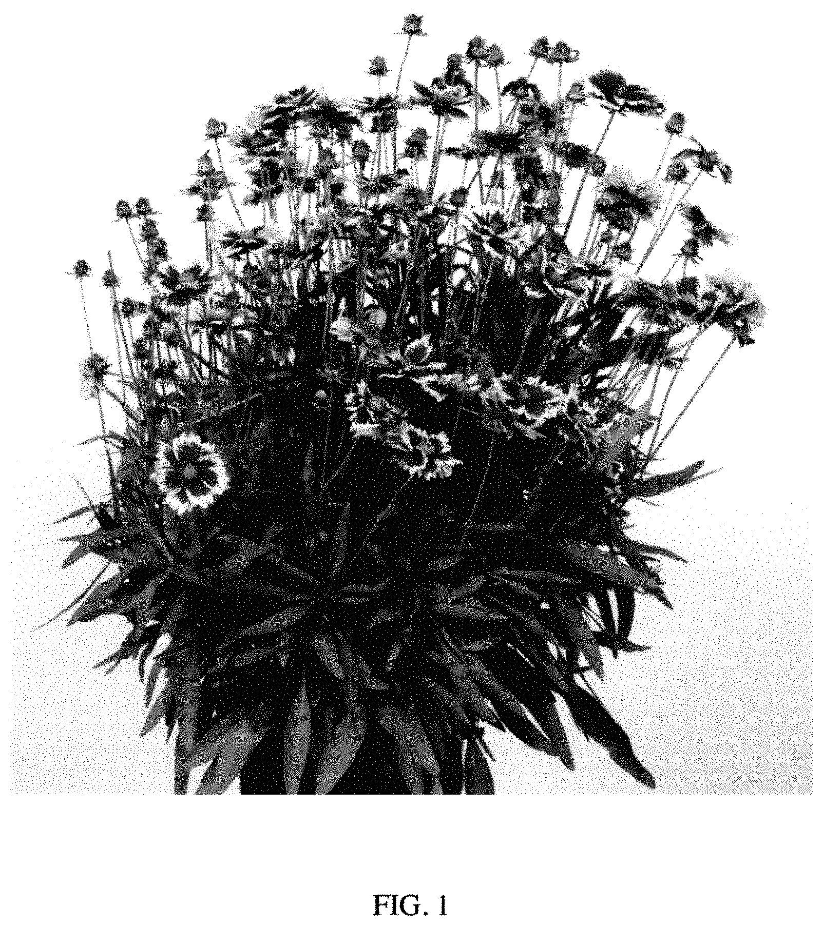 Patent USPP035403 Figure 1 – Coreopsis plant named ‘MVNC1904’