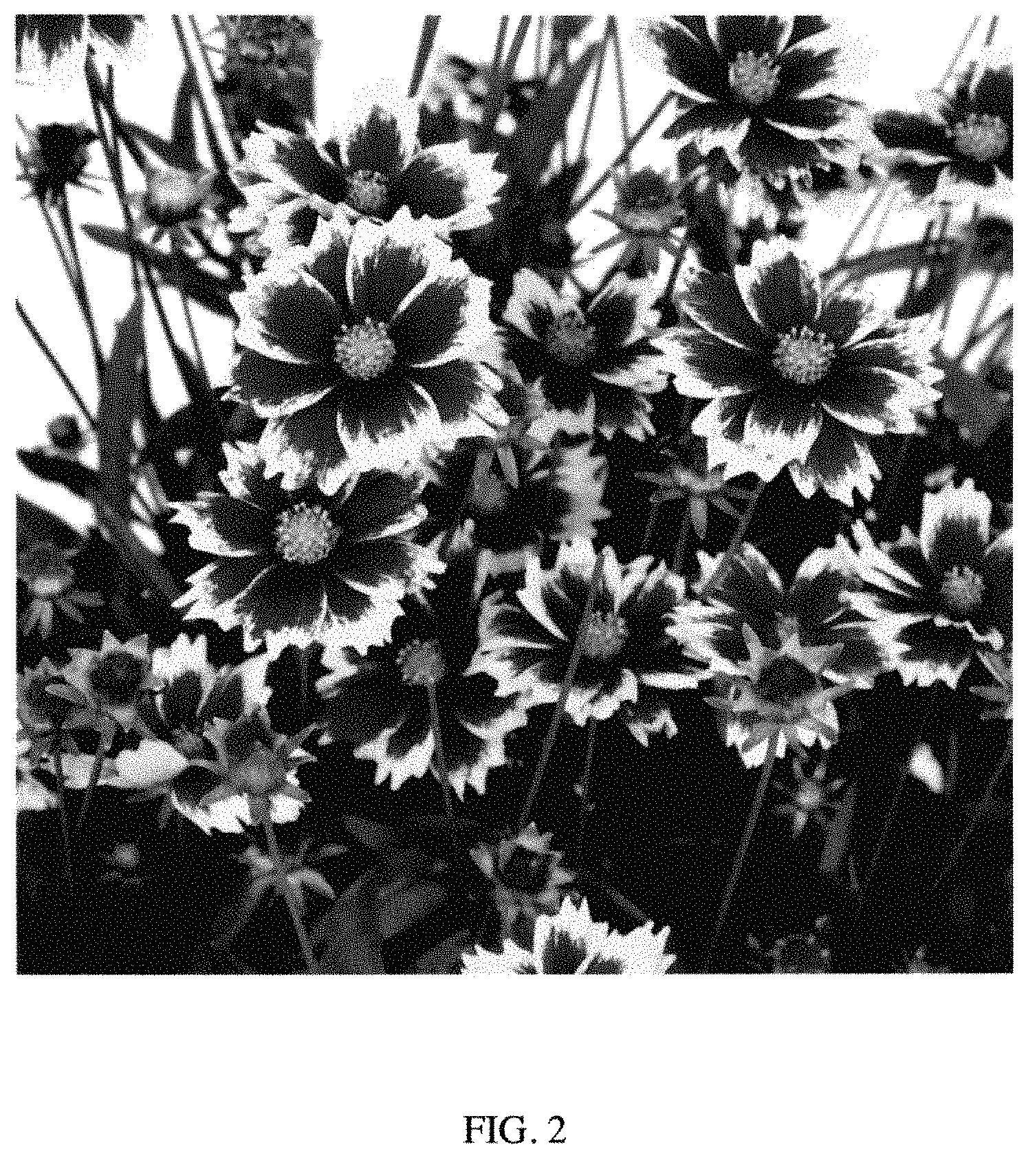 Patent USPP035403 Figure 2 – Coreopsis plant named ‘MVNC1904’