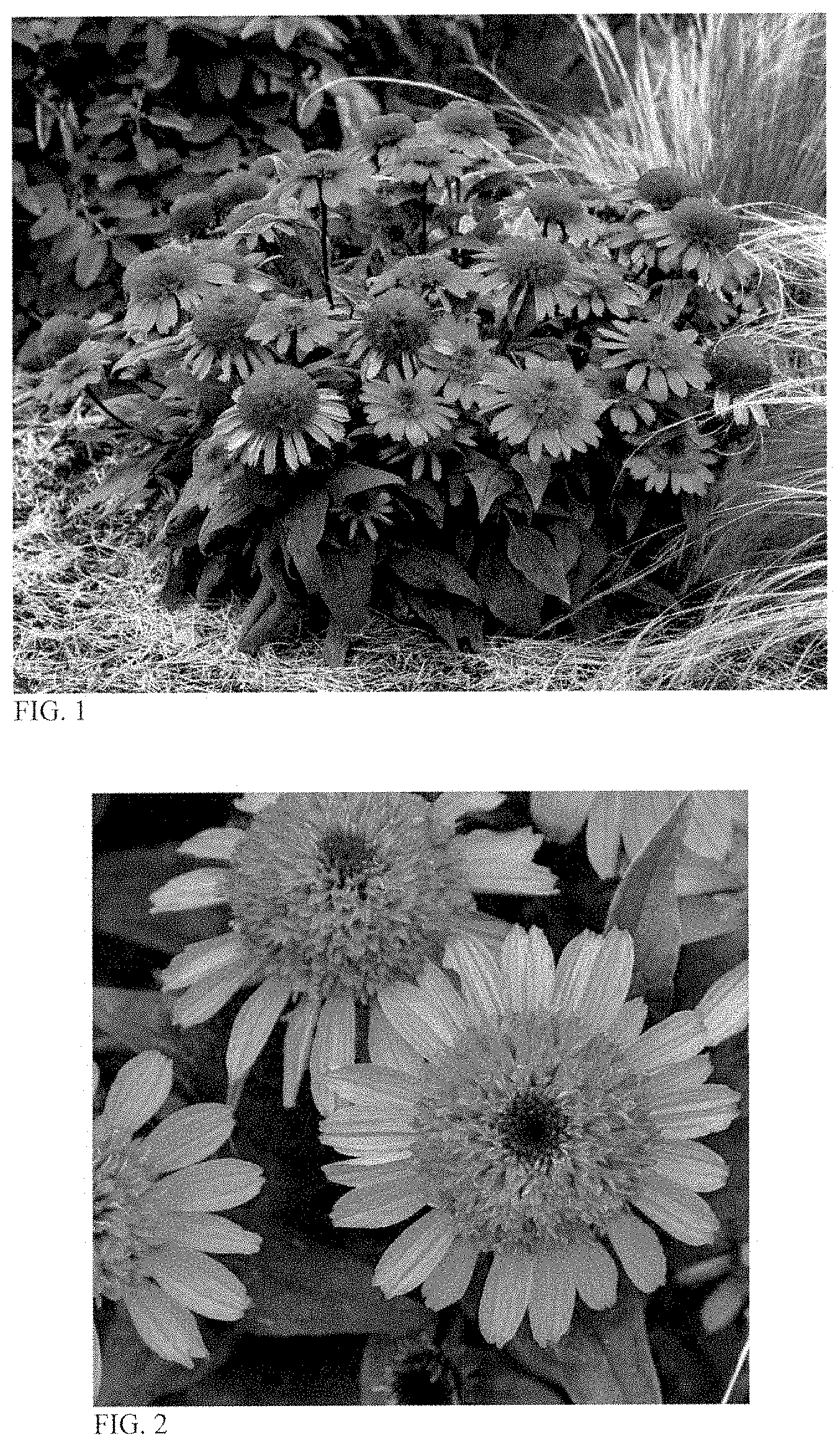 Patent USPP035404 Figure 1 – Echinacea plant named ‘Raspberry Beret’