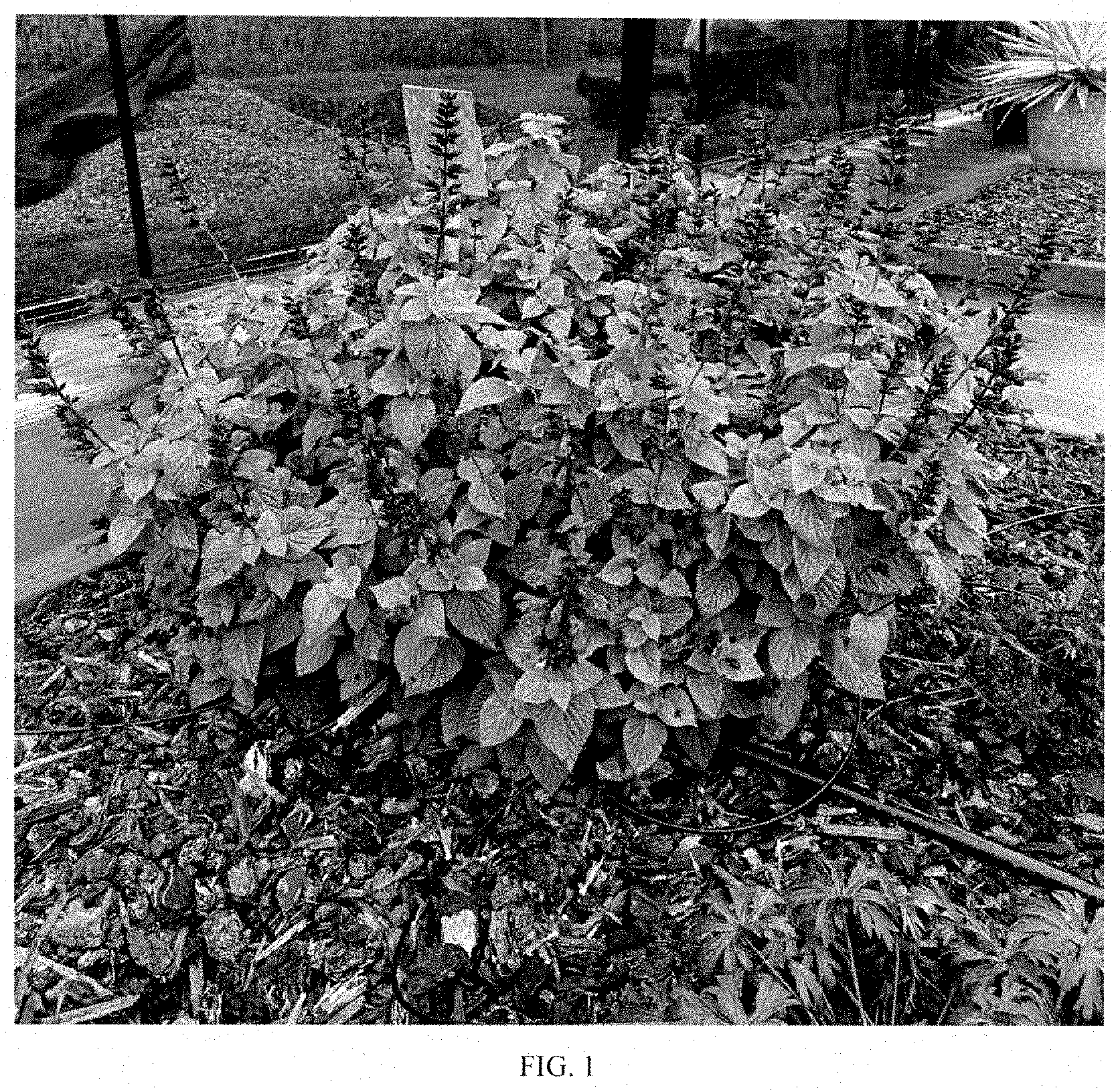 Patent USPP035405 Figure 1 – Salvia plant named ‘Jammin Jazz’