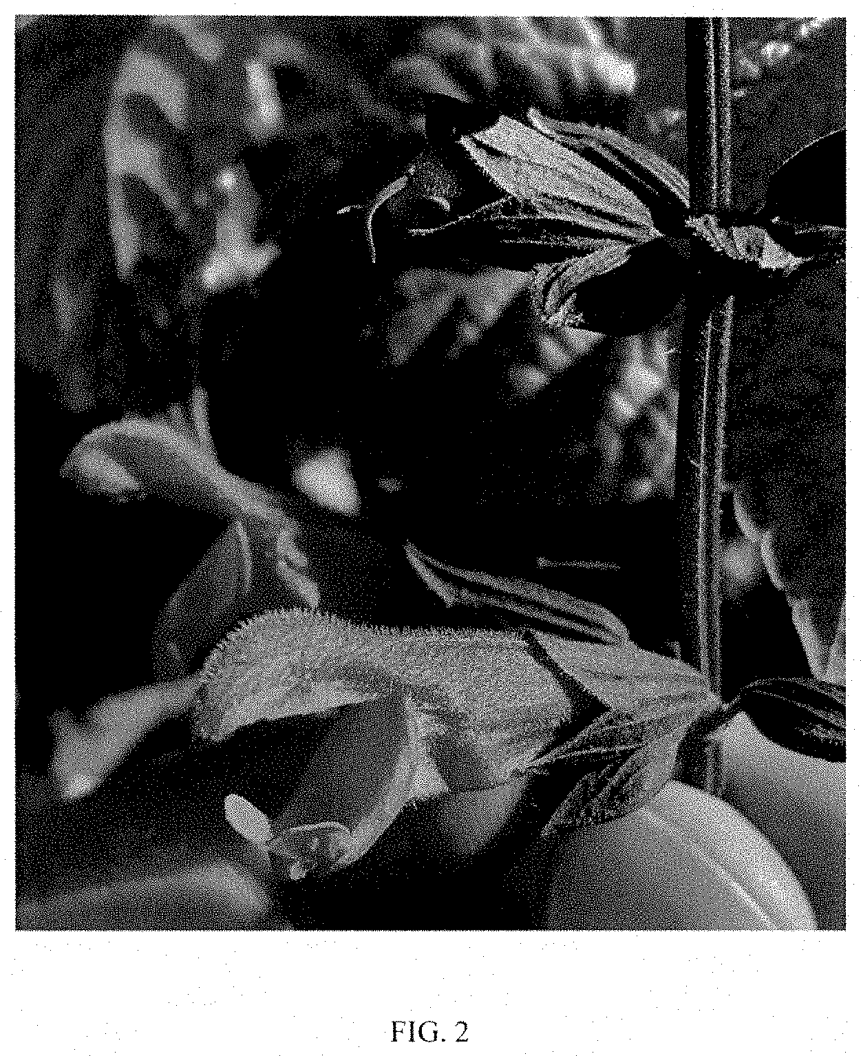 Patent USPP035405 Figure 2 – Salvia plant named ‘Jammin Jazz’