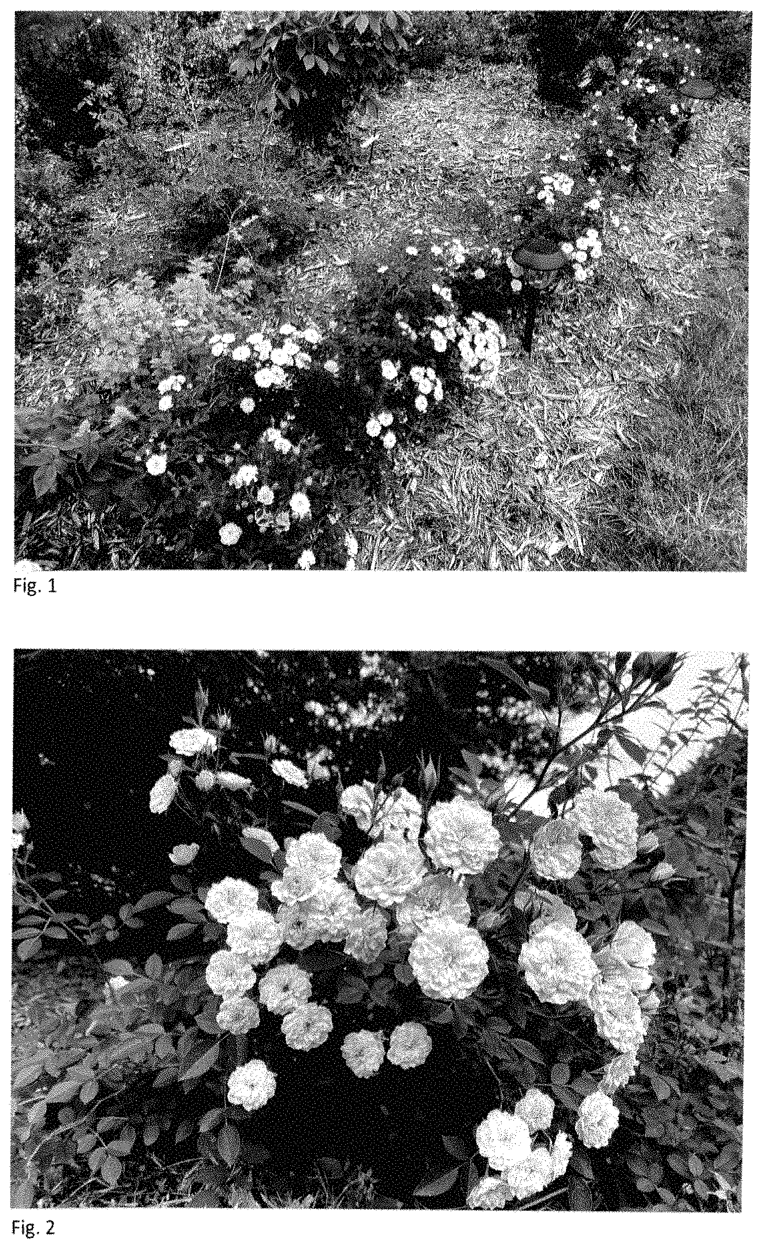 Patent USPP035406 Figure 1 – Shrub rose plant named ‘BYIbloomthyme’