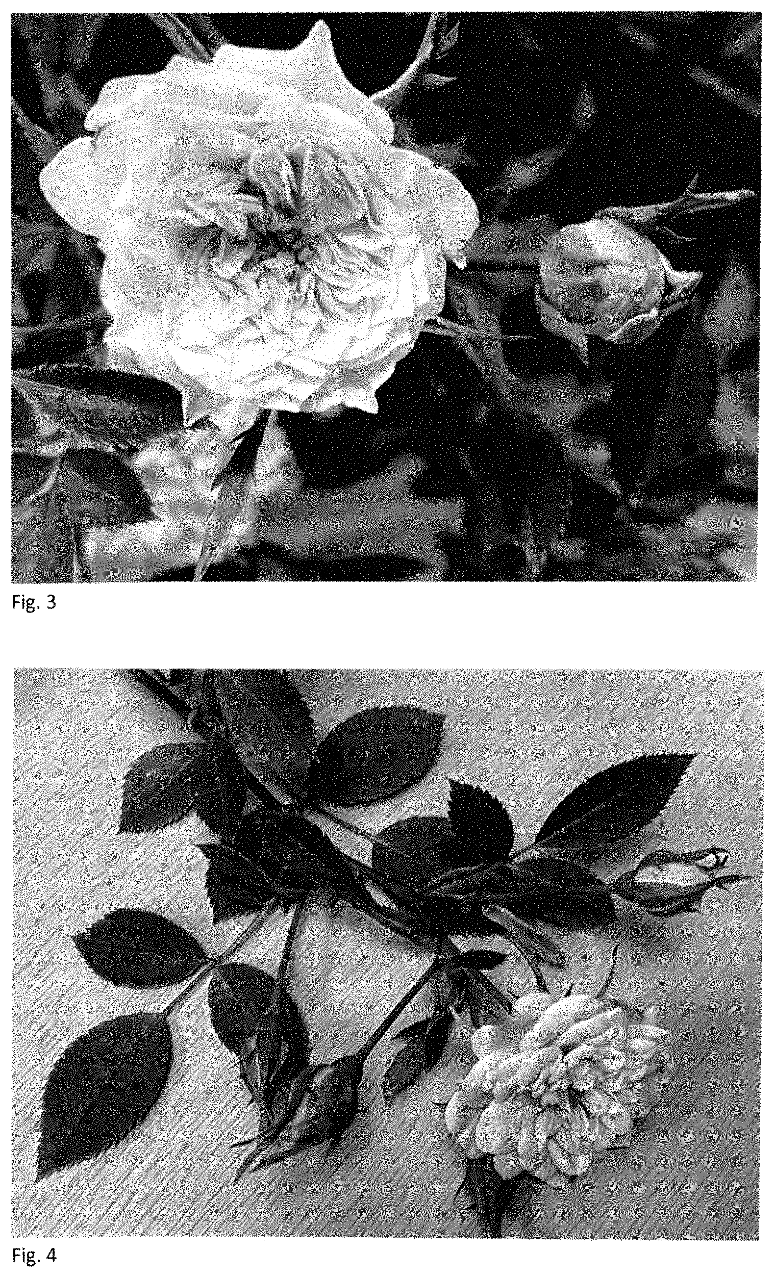 Patent USPP035406 Figure 2 – Shrub rose plant named ‘BYIbloomthyme’
