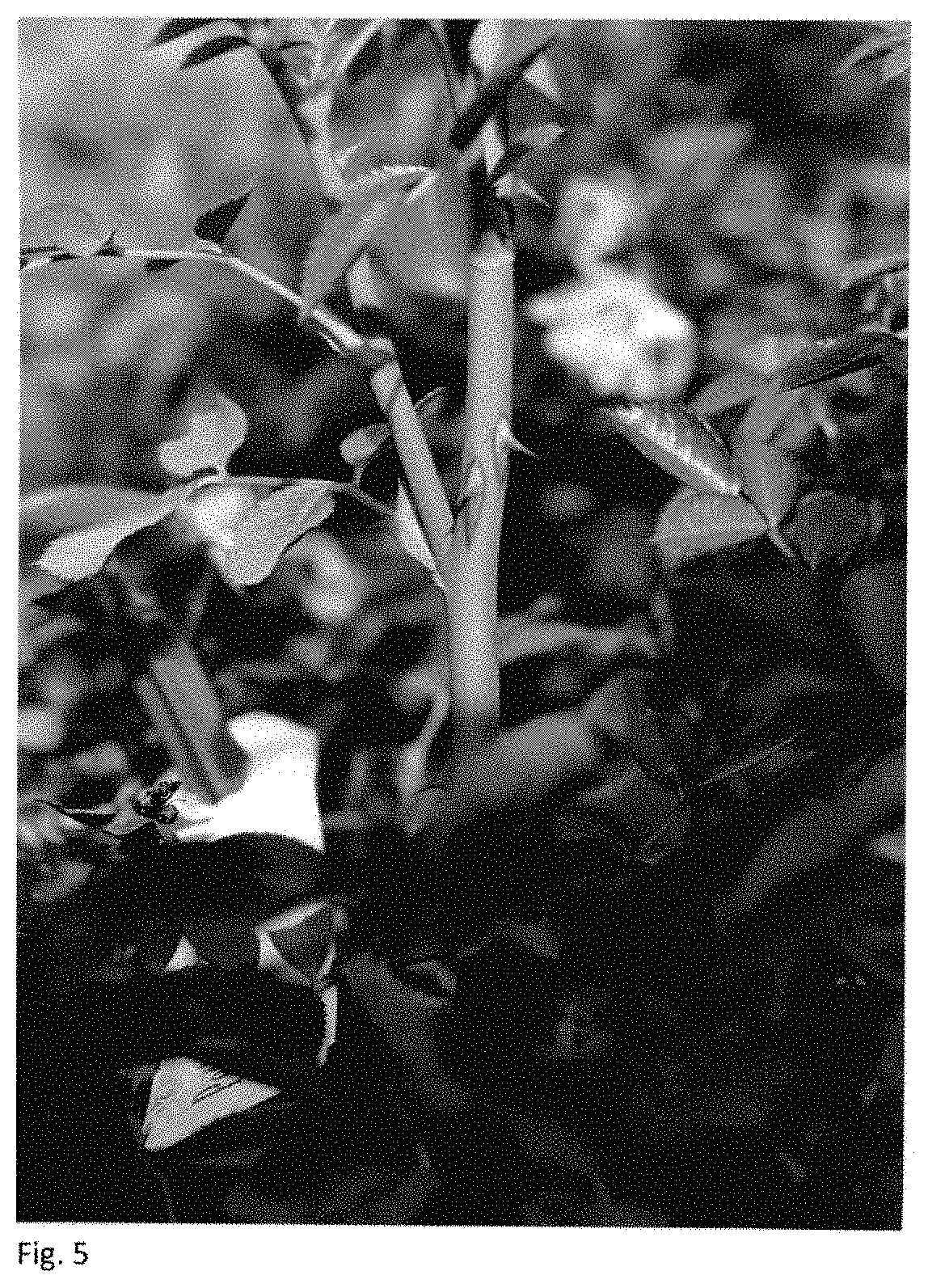 Patent USPP035406 Figure 3 – Shrub rose plant named ‘BYIbloomthyme’