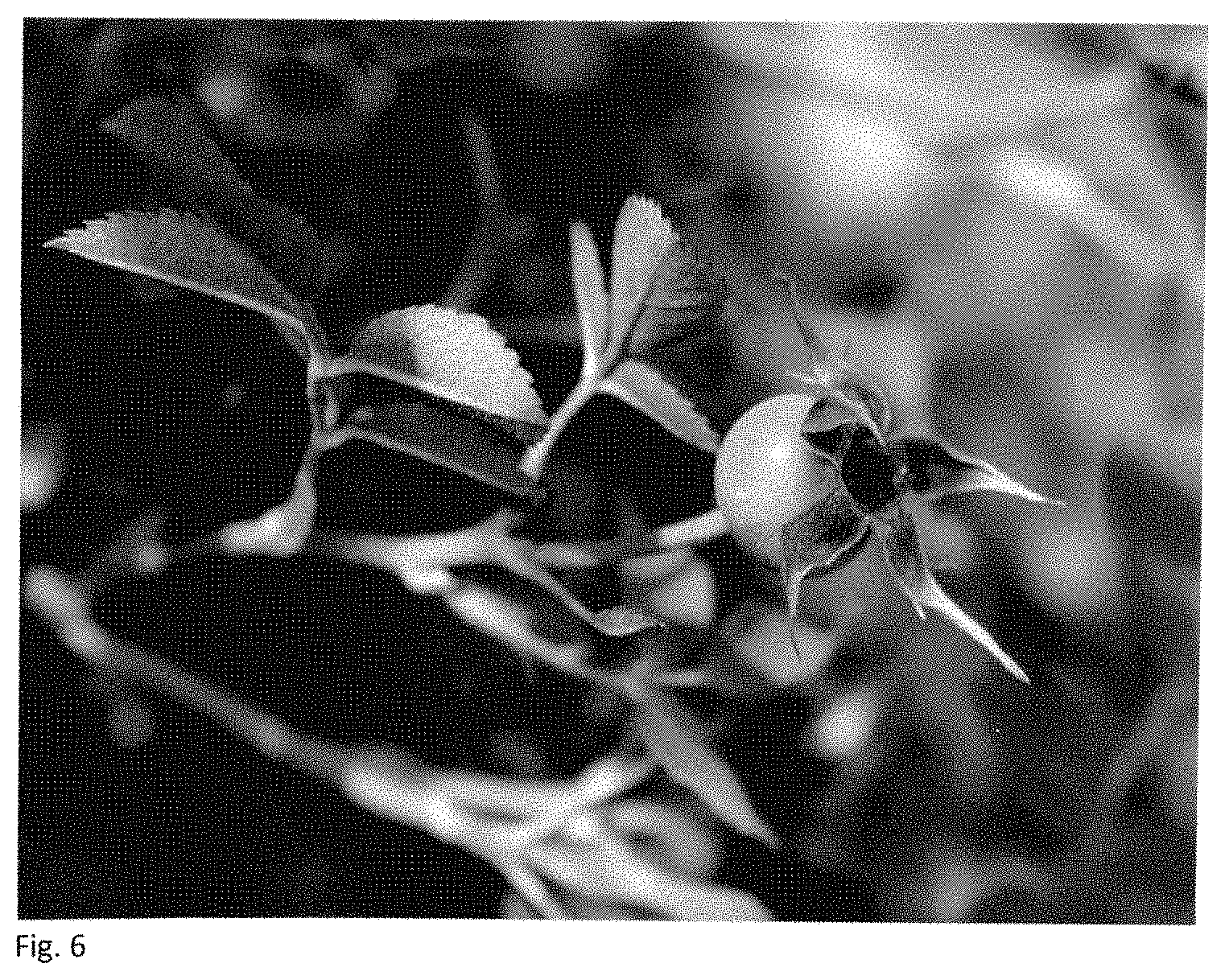 Patent USPP035406 Figure 4 – Shrub rose plant named ‘BYIbloomthyme’