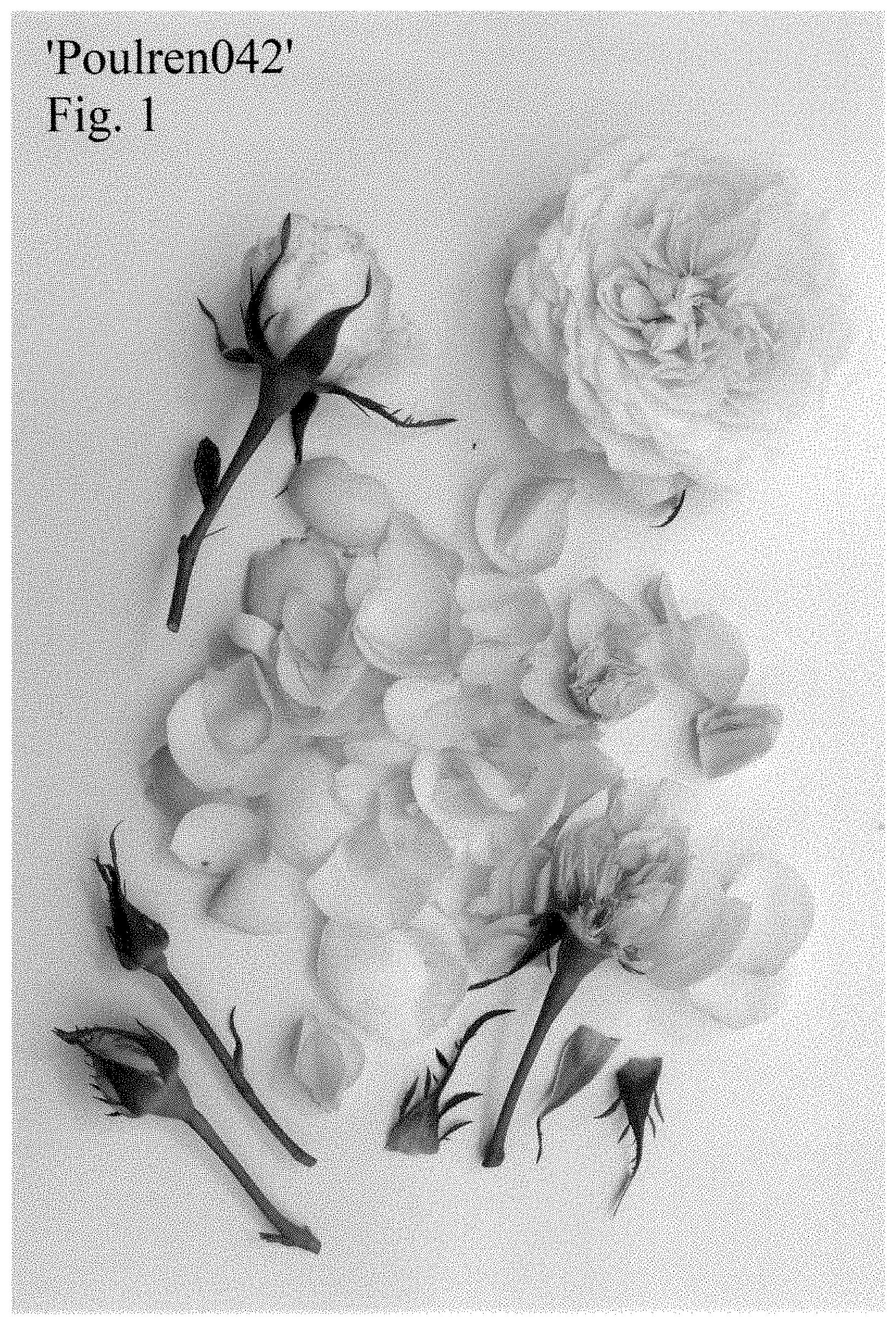 Patent USPP035407 Figure 1 – Hybrid tea rose plant named ‘Poulren042’