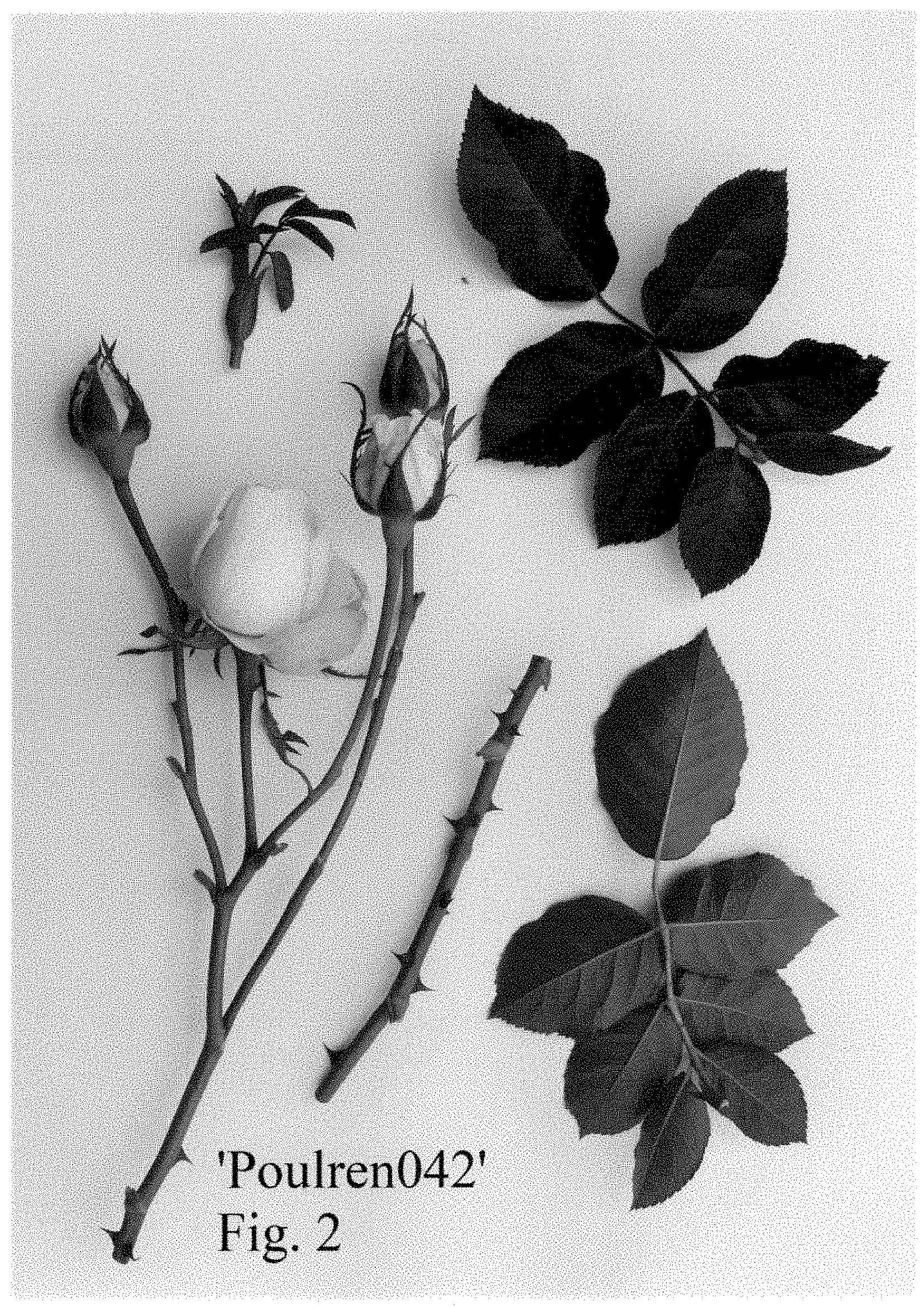 Patent USPP035407 Figure 2 – Hybrid tea rose plant named ‘Poulren042’